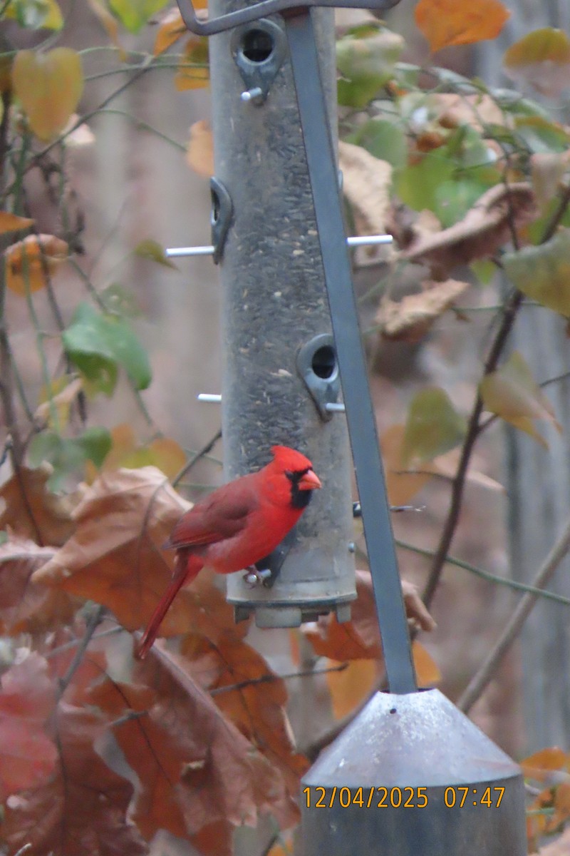 Northern Cardinal - ML646392064