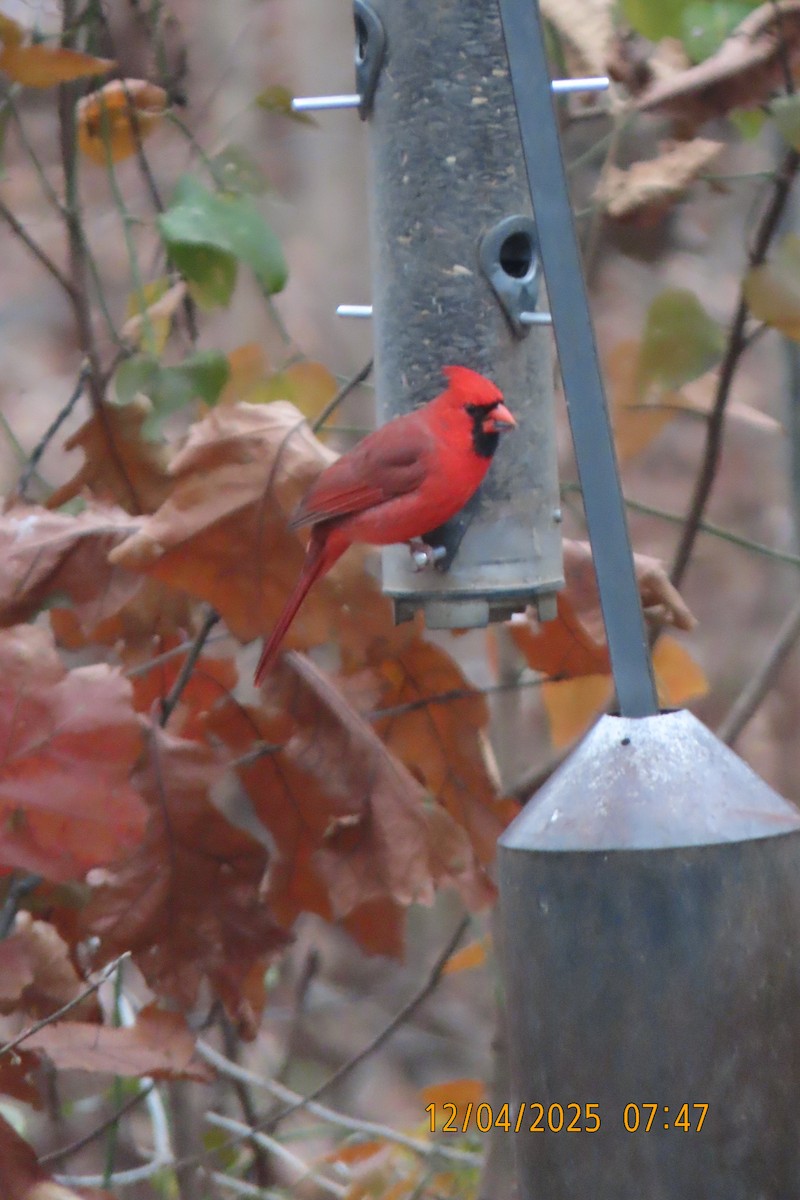 Northern Cardinal - ML646392065