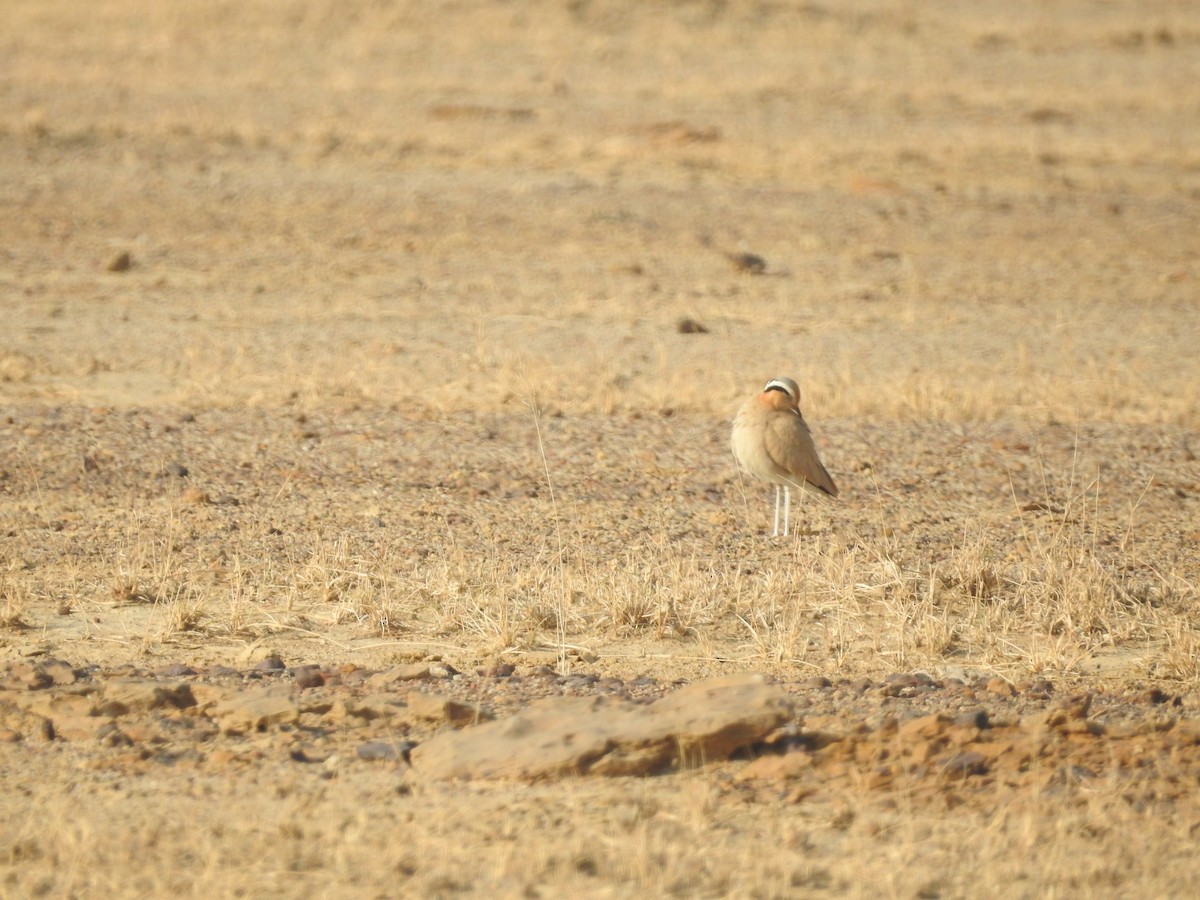 ørkenløper - ML646392070