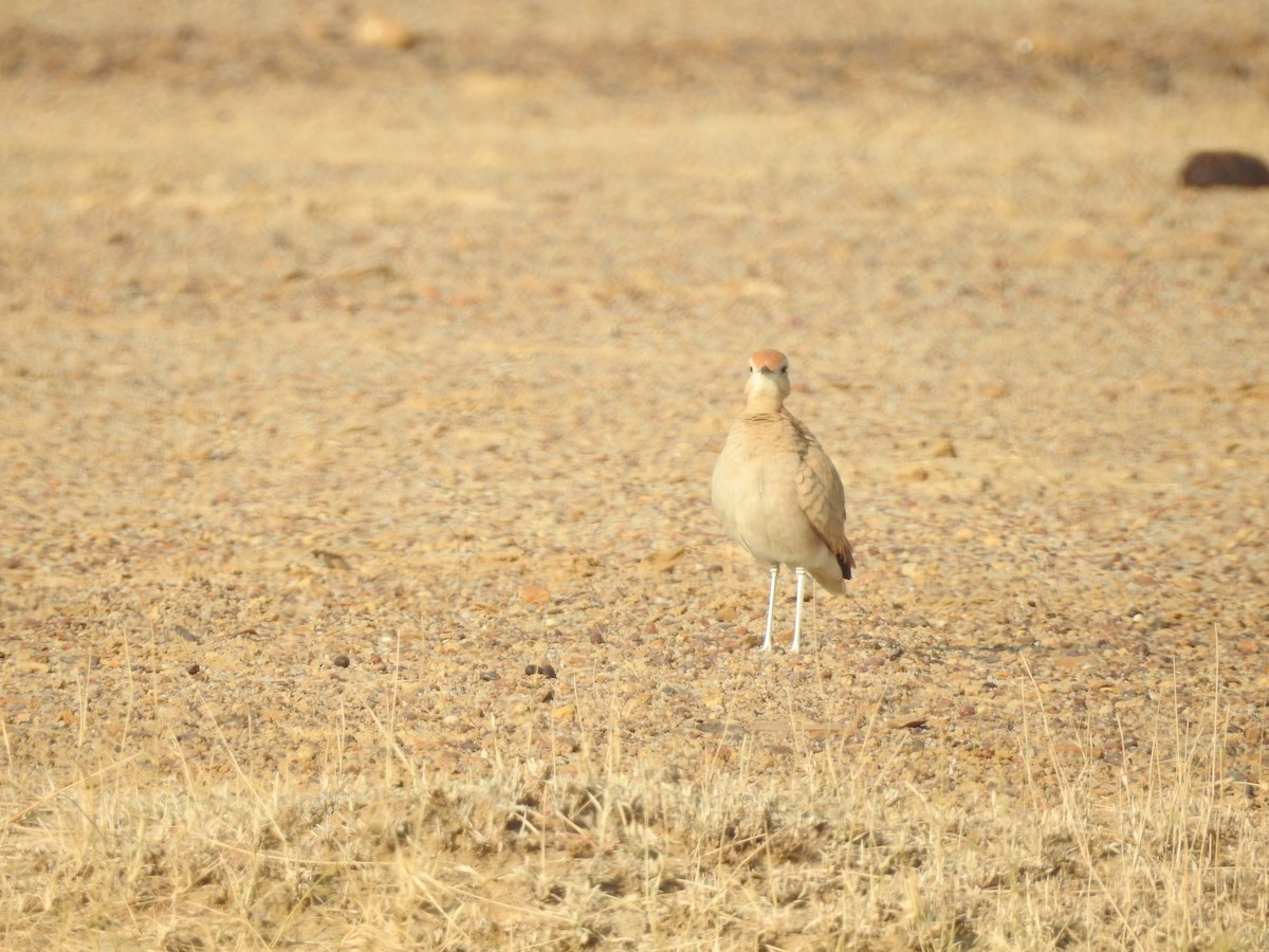 ørkenløper - ML646392071