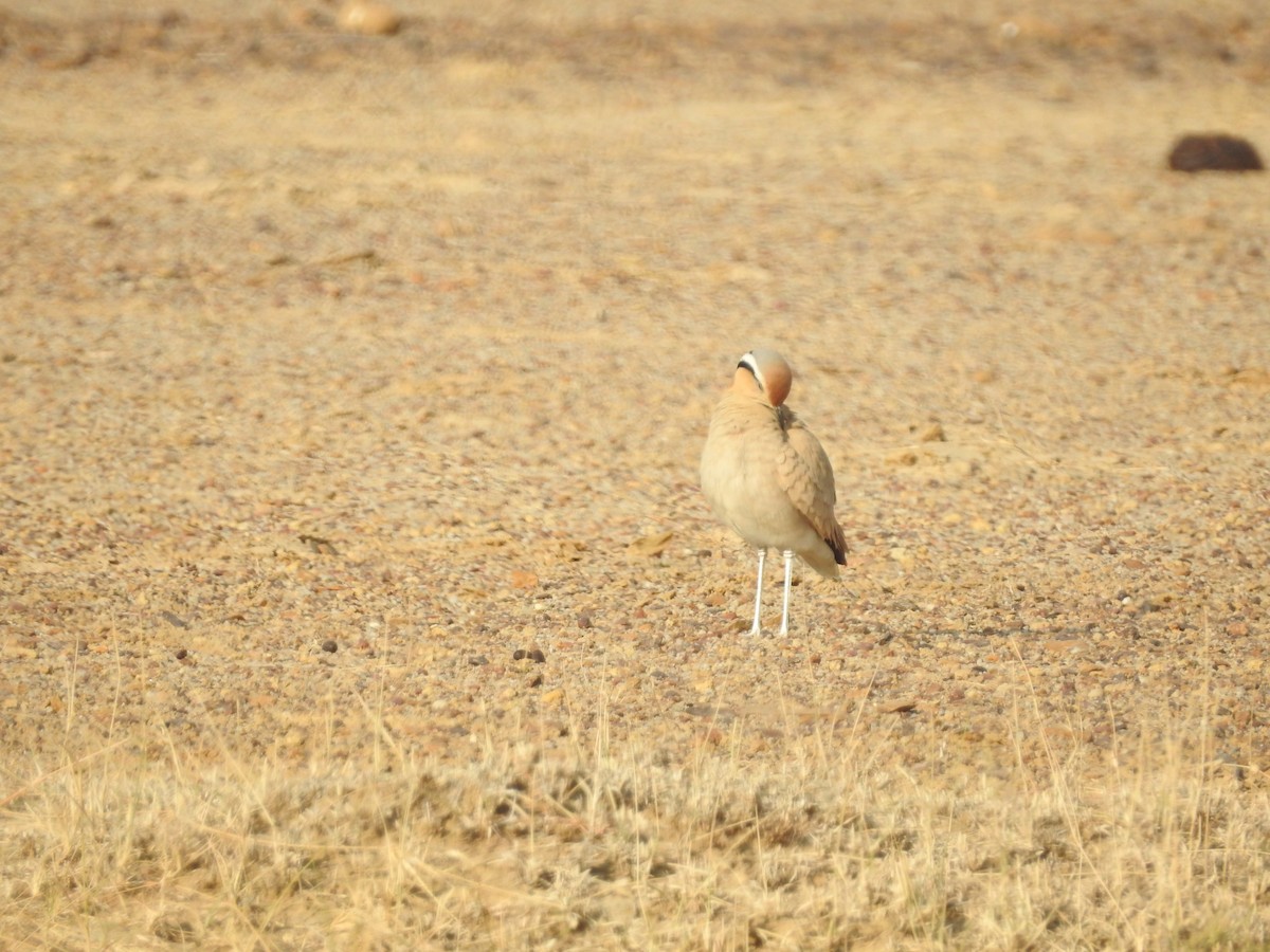 ørkenløper - ML646392072