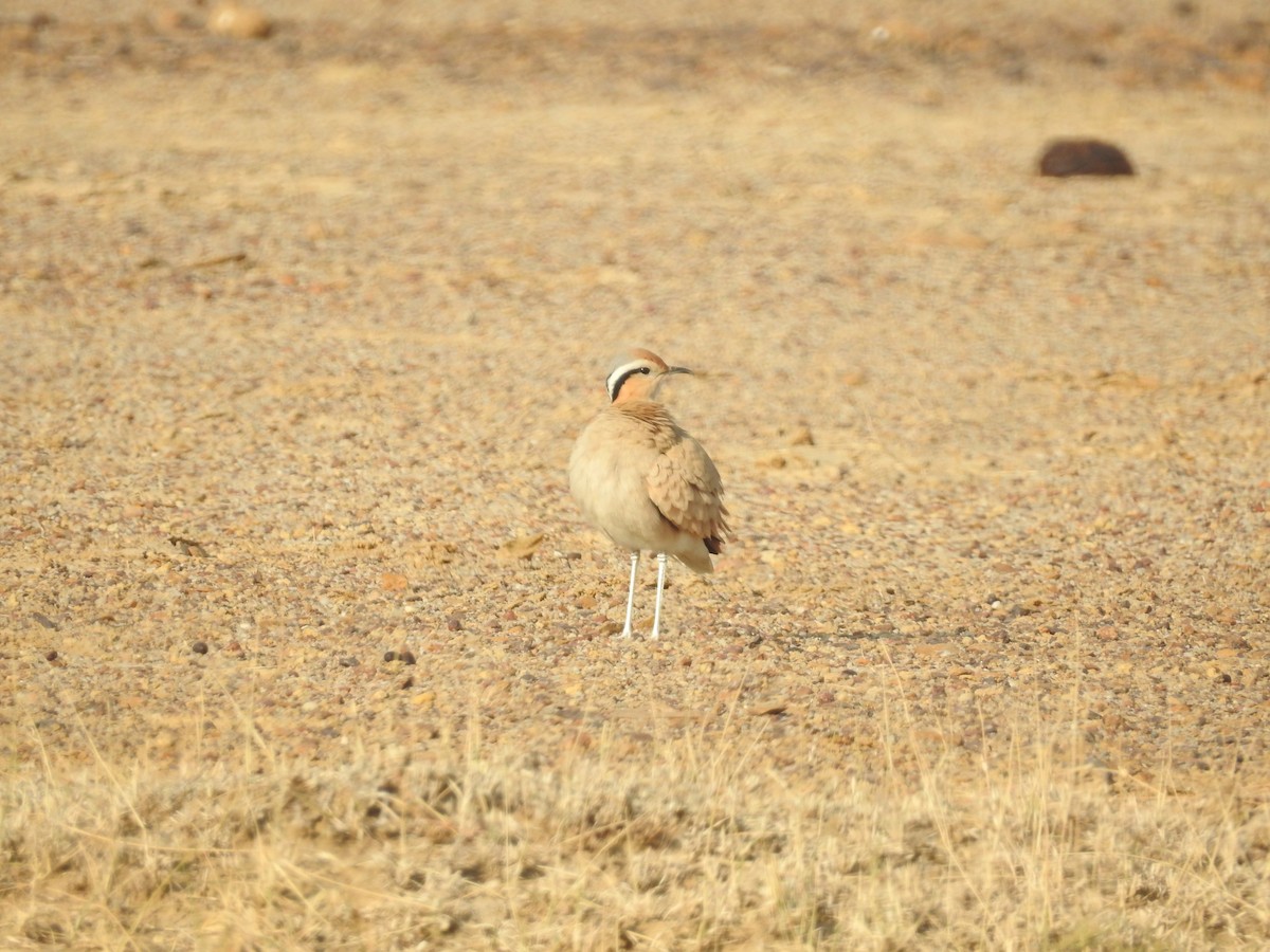 ørkenløper - ML646392073