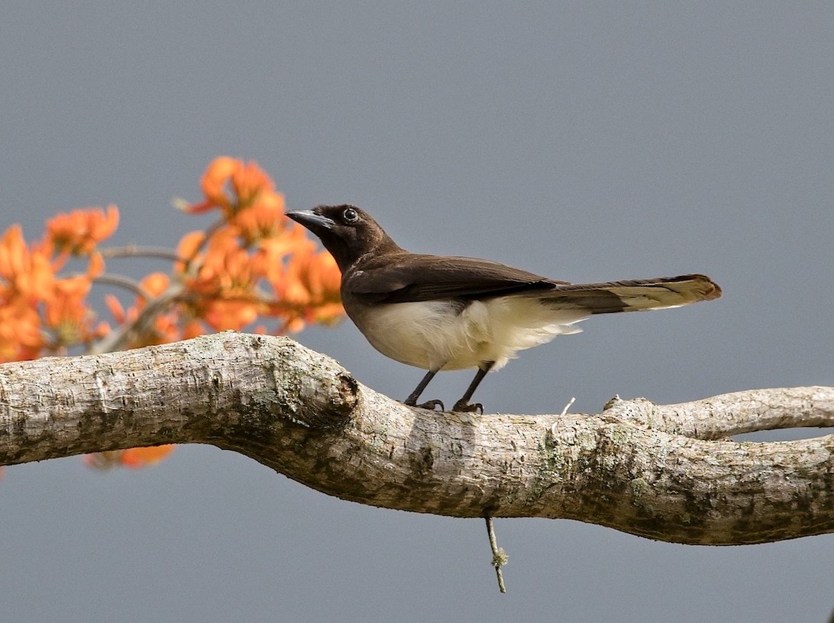 Brown Jay - ML646392077
