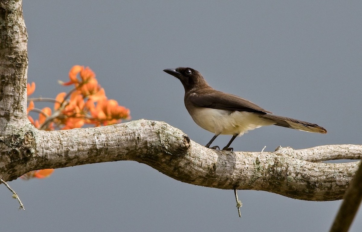 Brown Jay - ML646392080