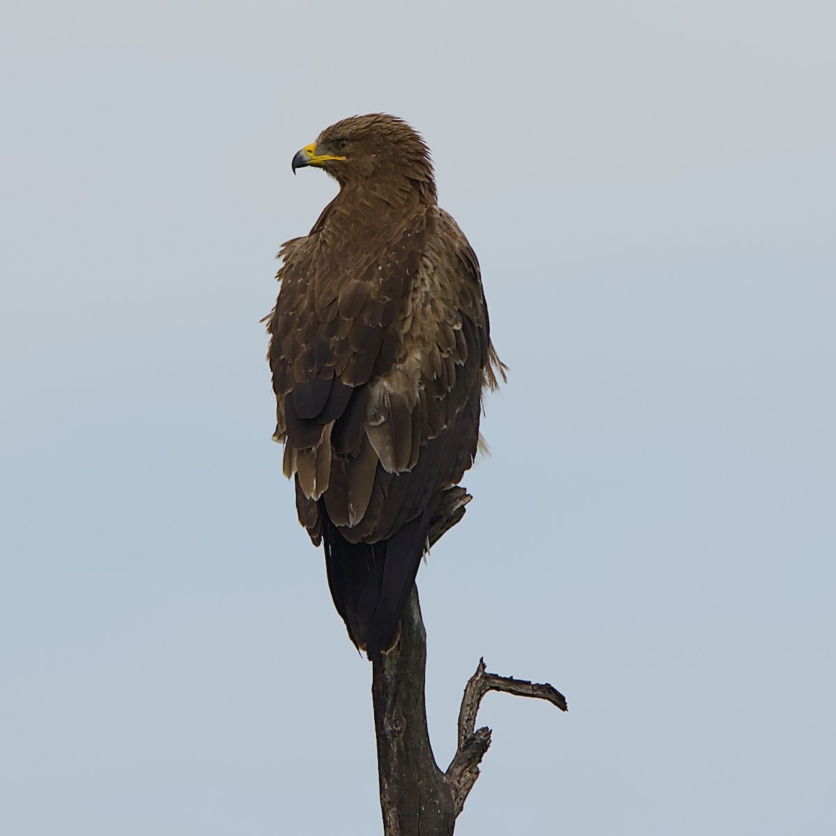 Águila Esteparia - ML646392081
