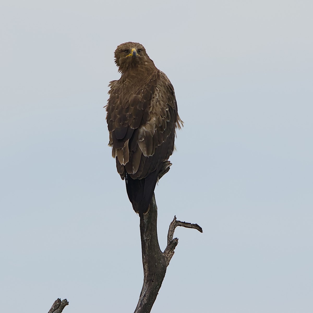 Águila Esteparia - ML646392082