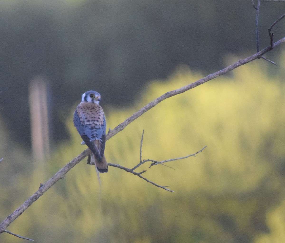 American Kestrel - ML646392083