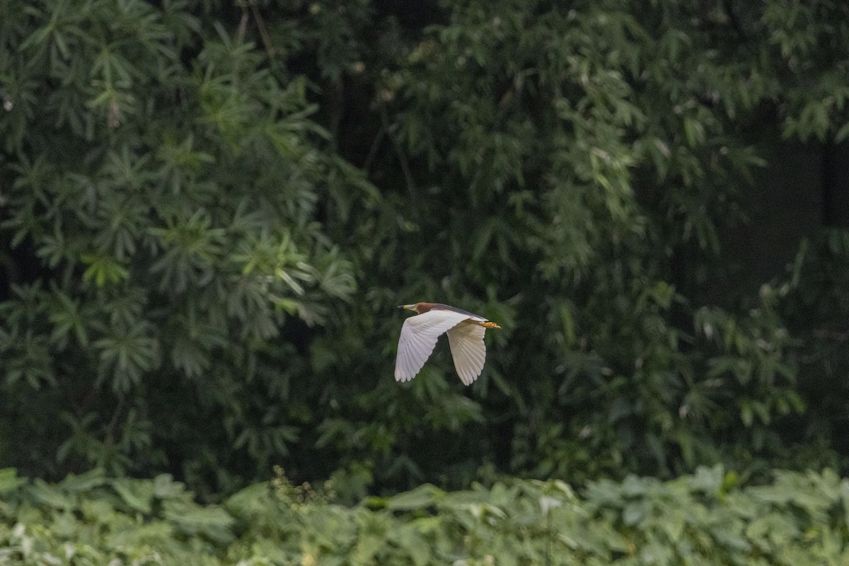 Chinese Pond-Heron - ML646392084