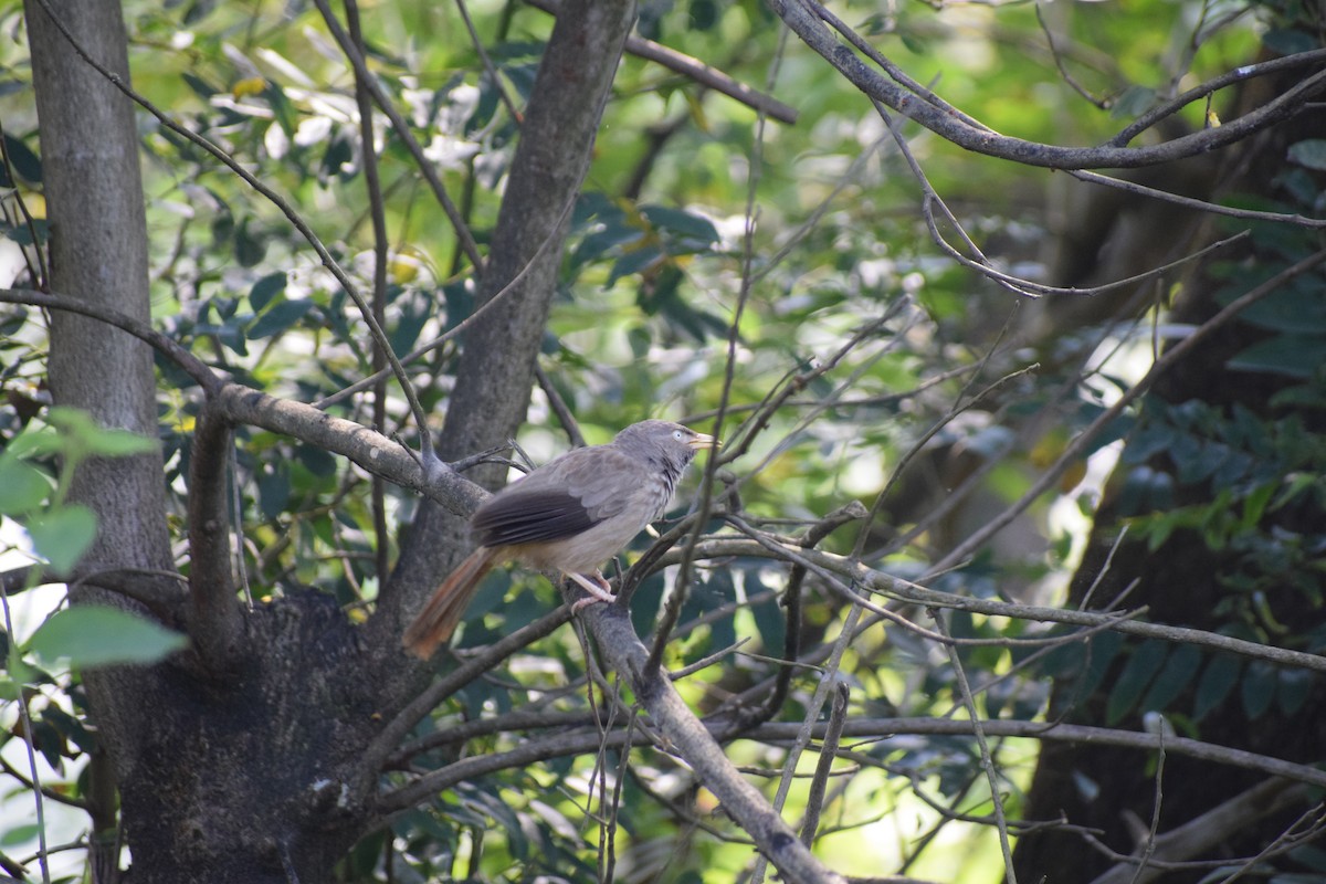 Jungle Babbler - ML646392085