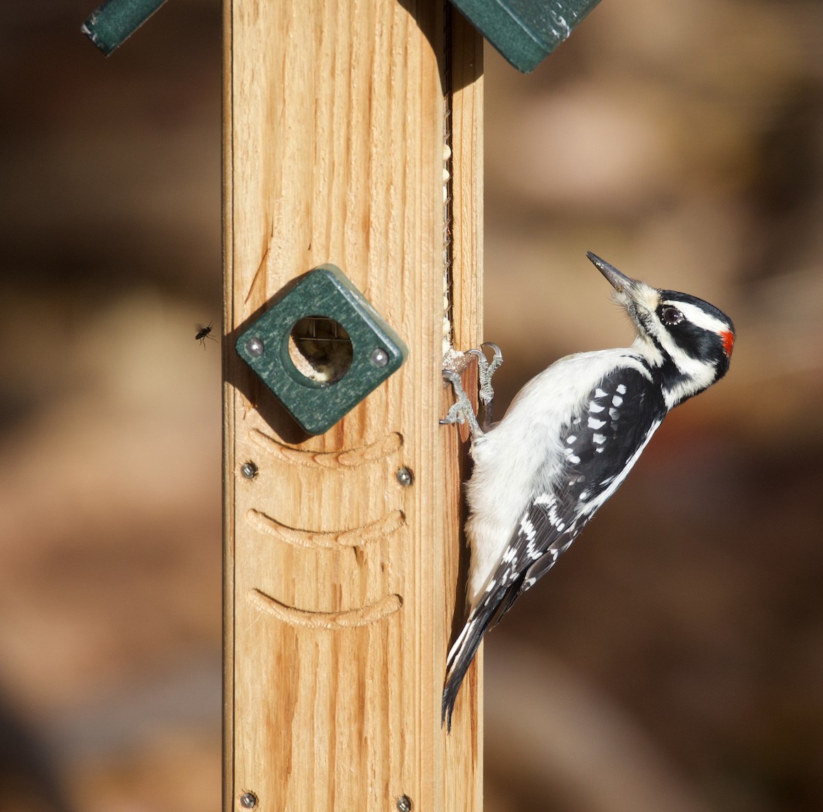 Hairy Woodpecker - ML646392087