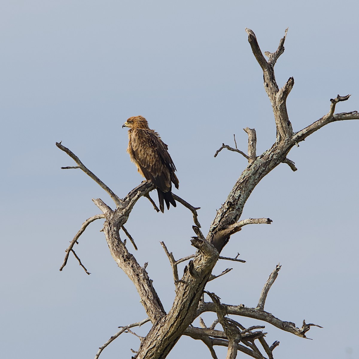 Tawny Eagle - ML646392092