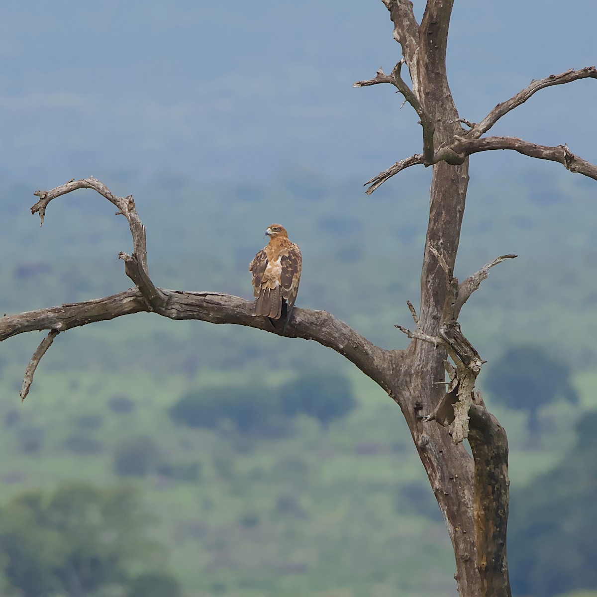 Tawny Eagle - ML646392093