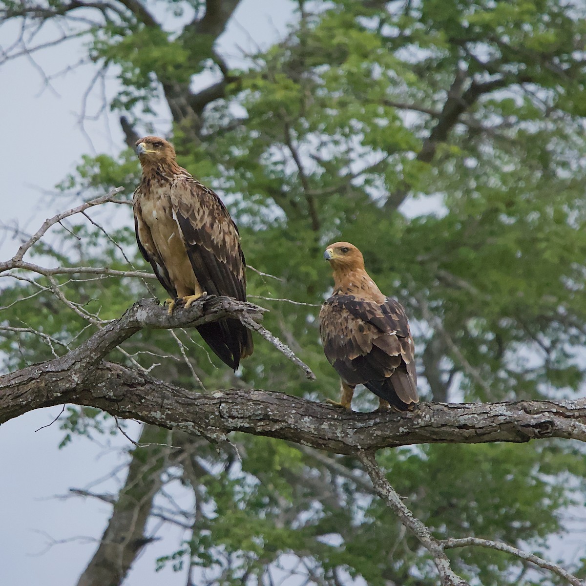 Tawny Eagle - ML646392094