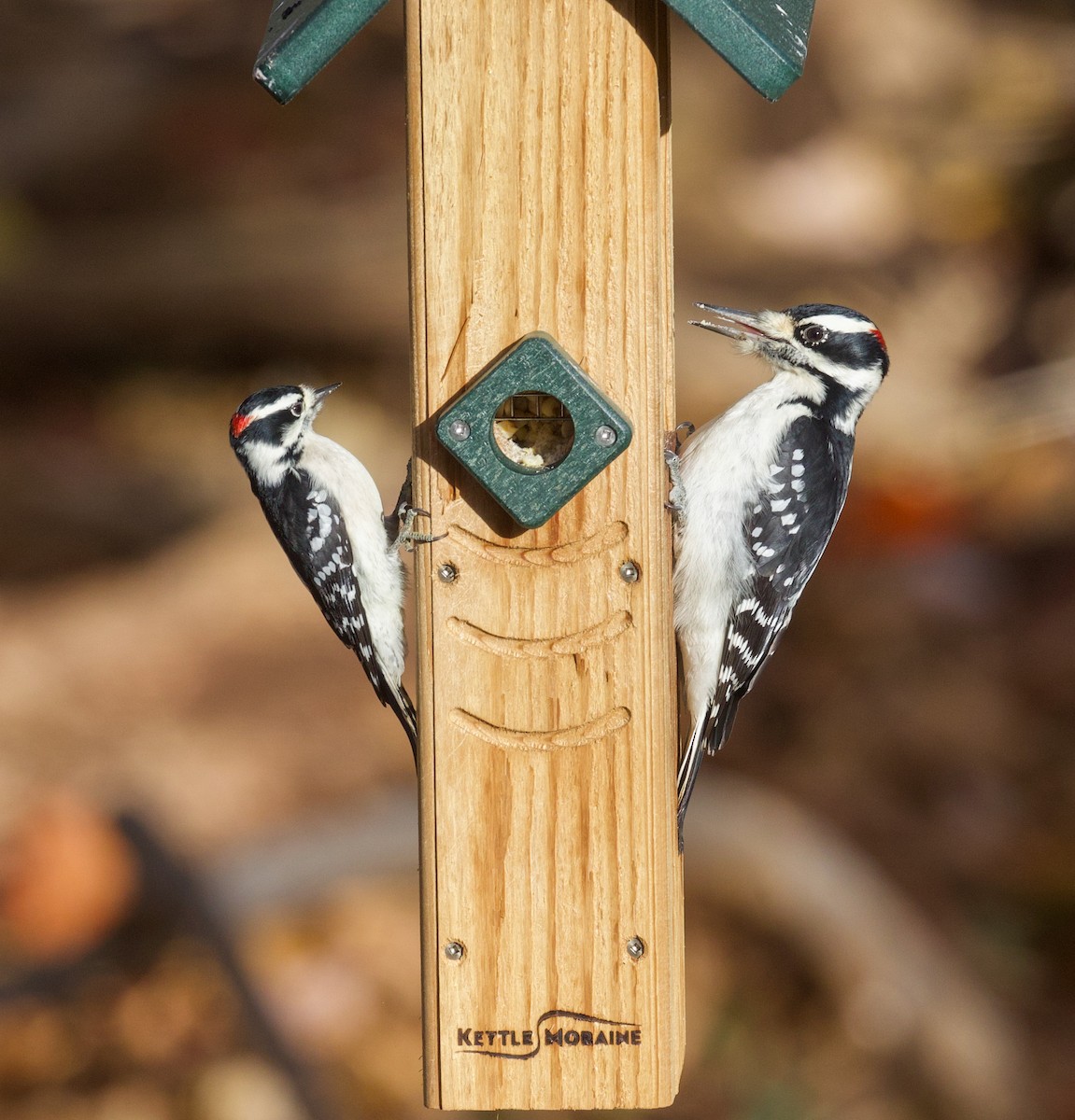 Hairy Woodpecker - ML646392095