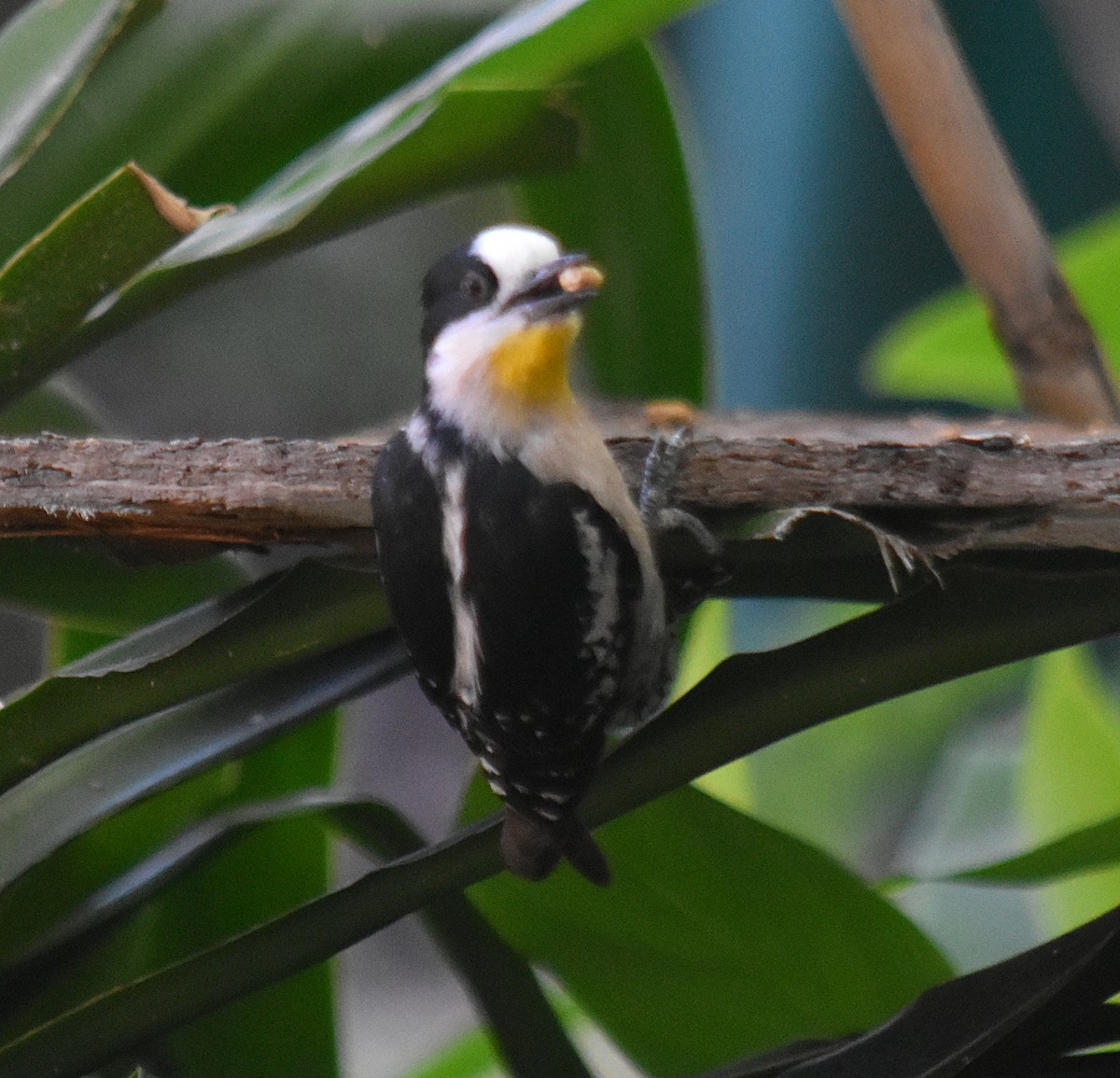White-fronted Woodpecker - ML646392110