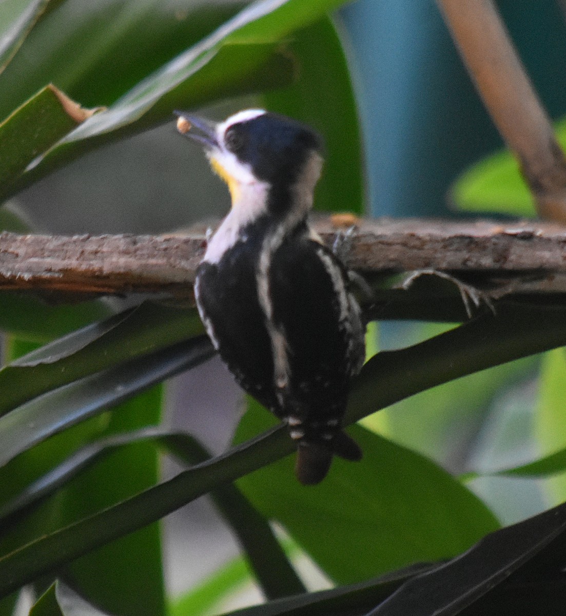 White-fronted Woodpecker - ML646392111