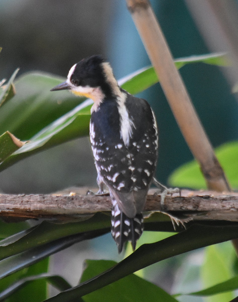 White-fronted Woodpecker - ML646392112
