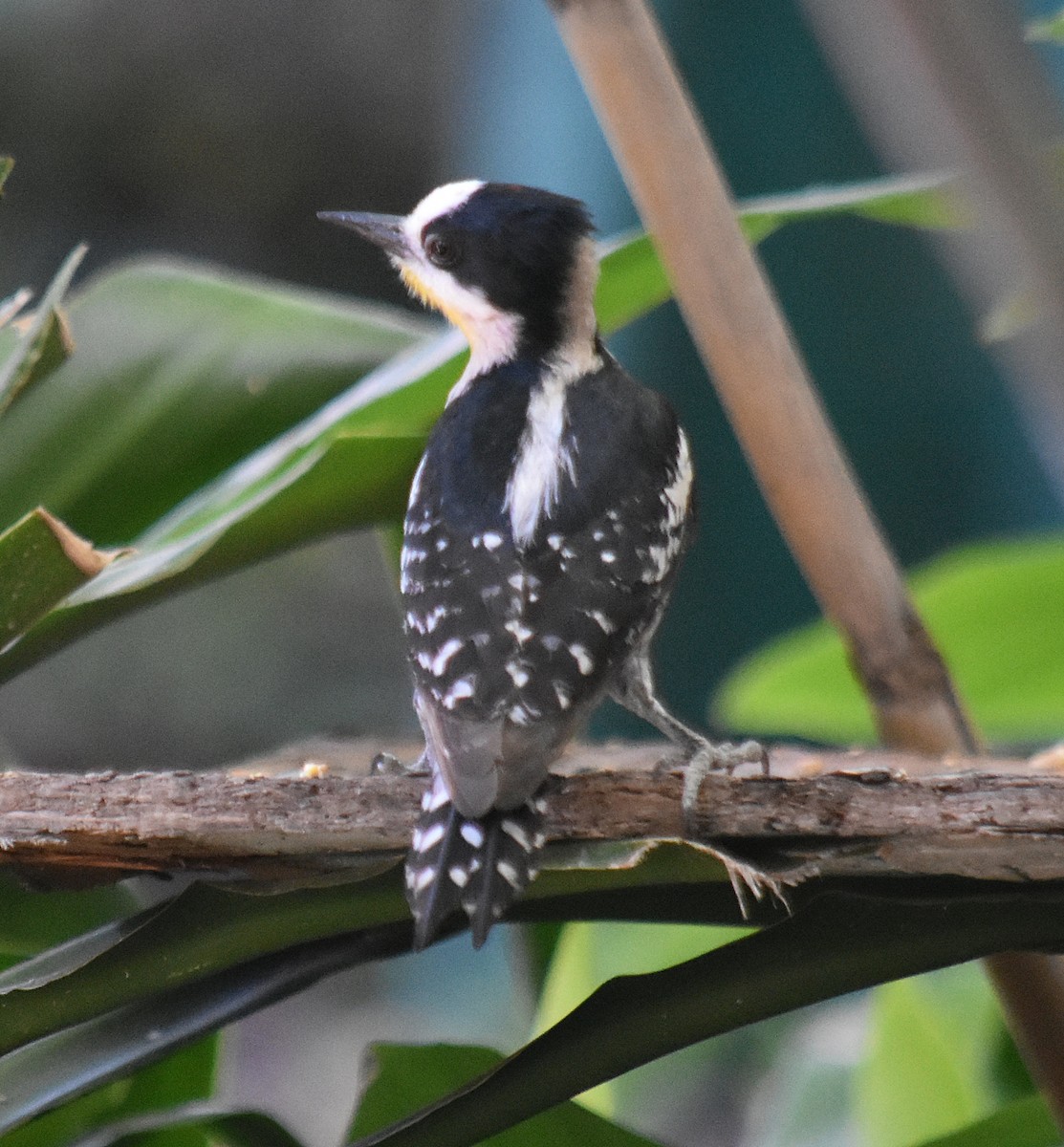 White-fronted Woodpecker - ML646392113
