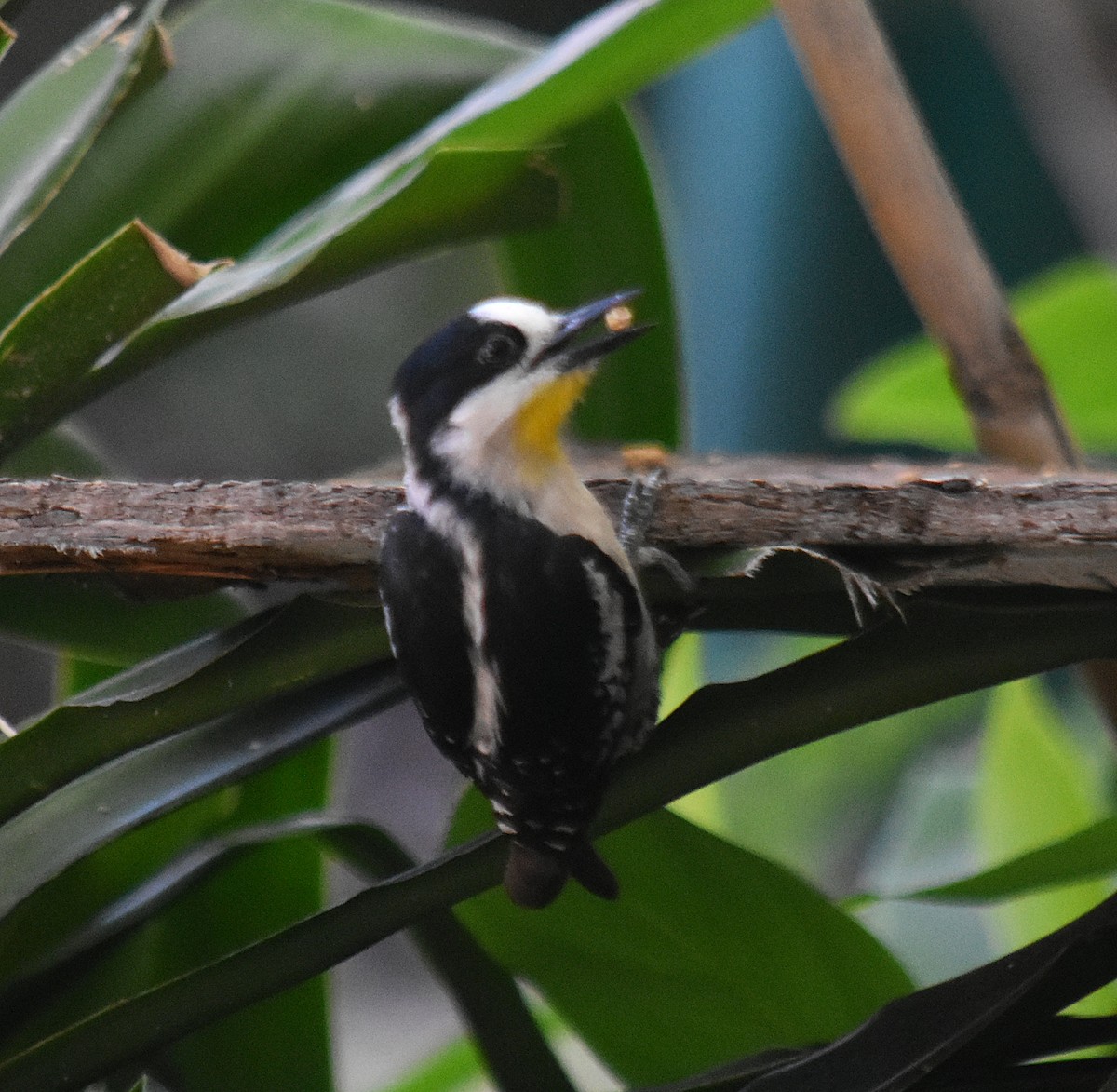 White-fronted Woodpecker - ML646392114