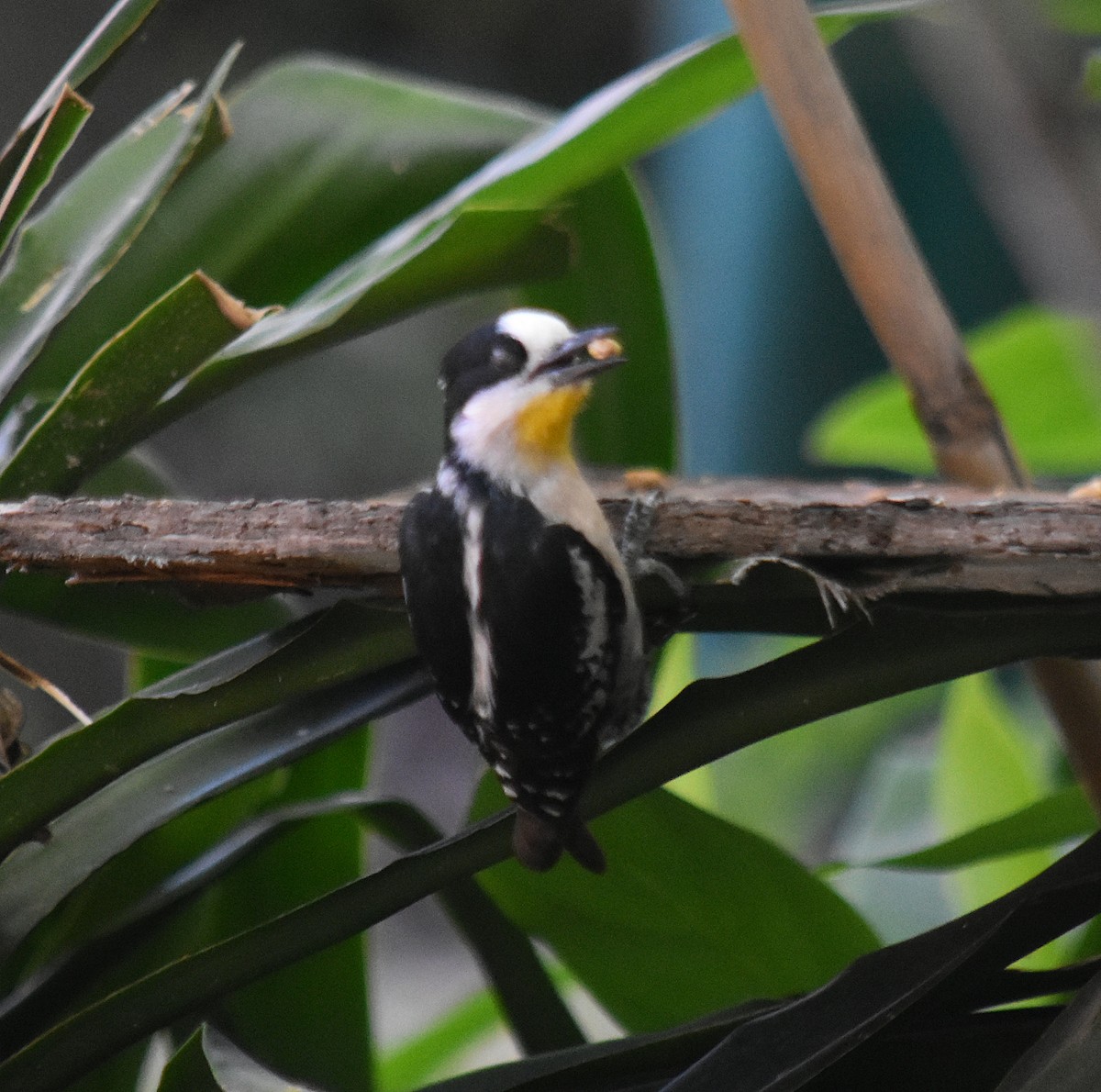 White-fronted Woodpecker - ML646392115