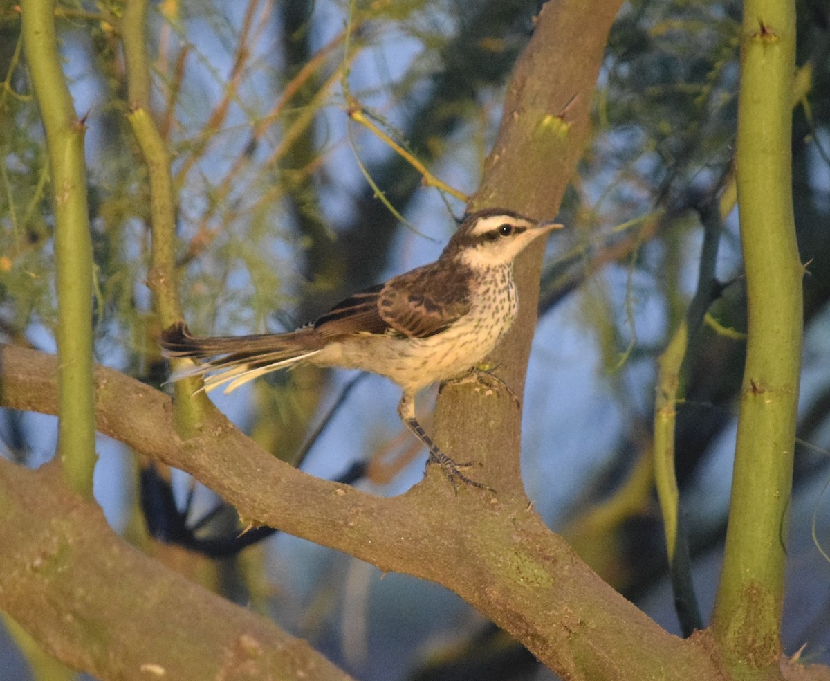 Chalk-browed Mockingbird - ML646392116