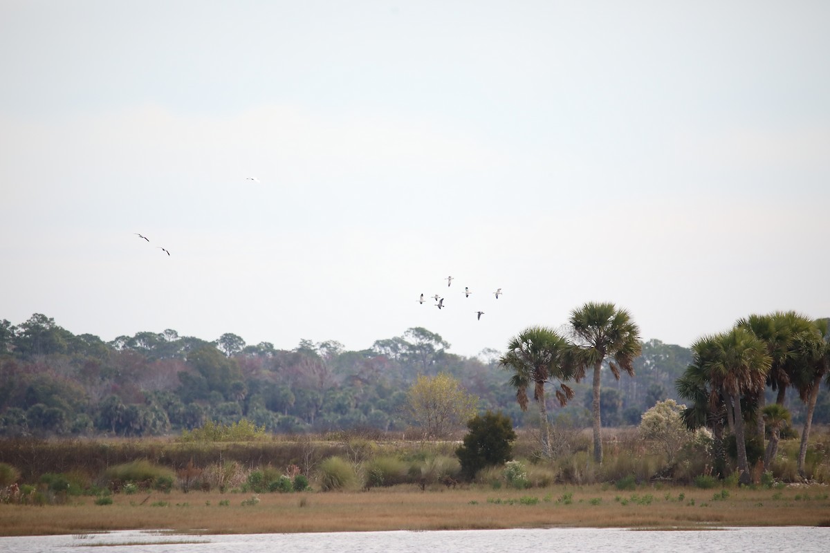 Snow Goose - ML646392121