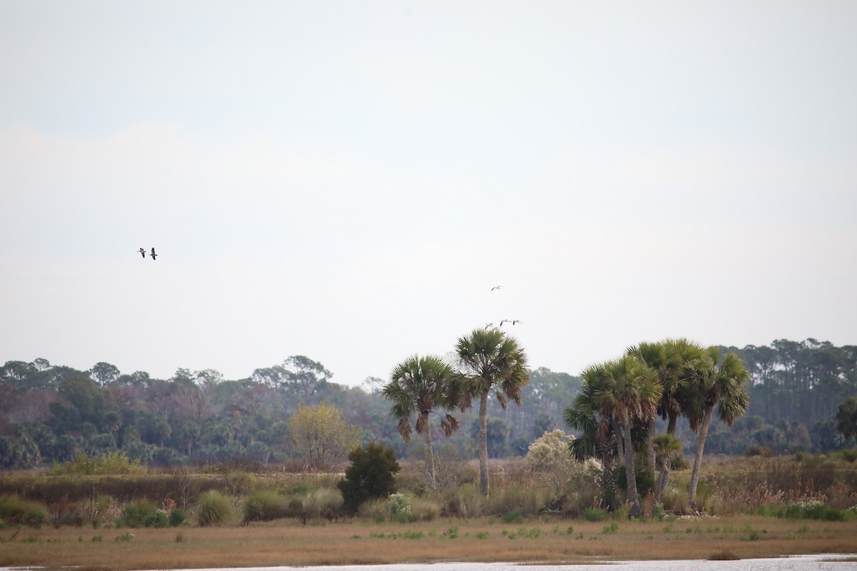 Snow Goose - ML646392122