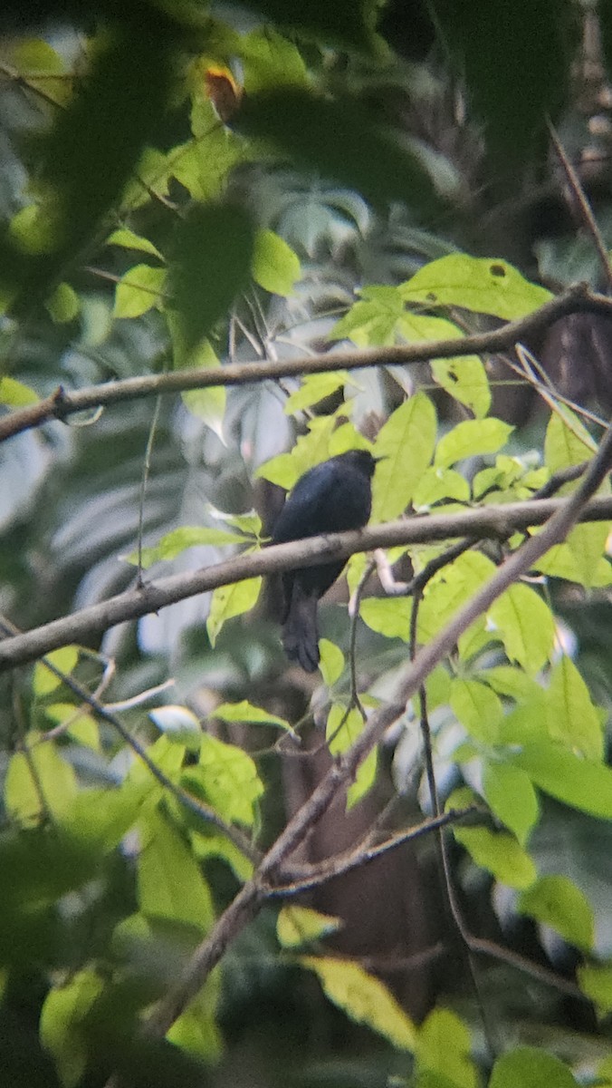 Philippine Drongo-Cuckoo - ML646392126