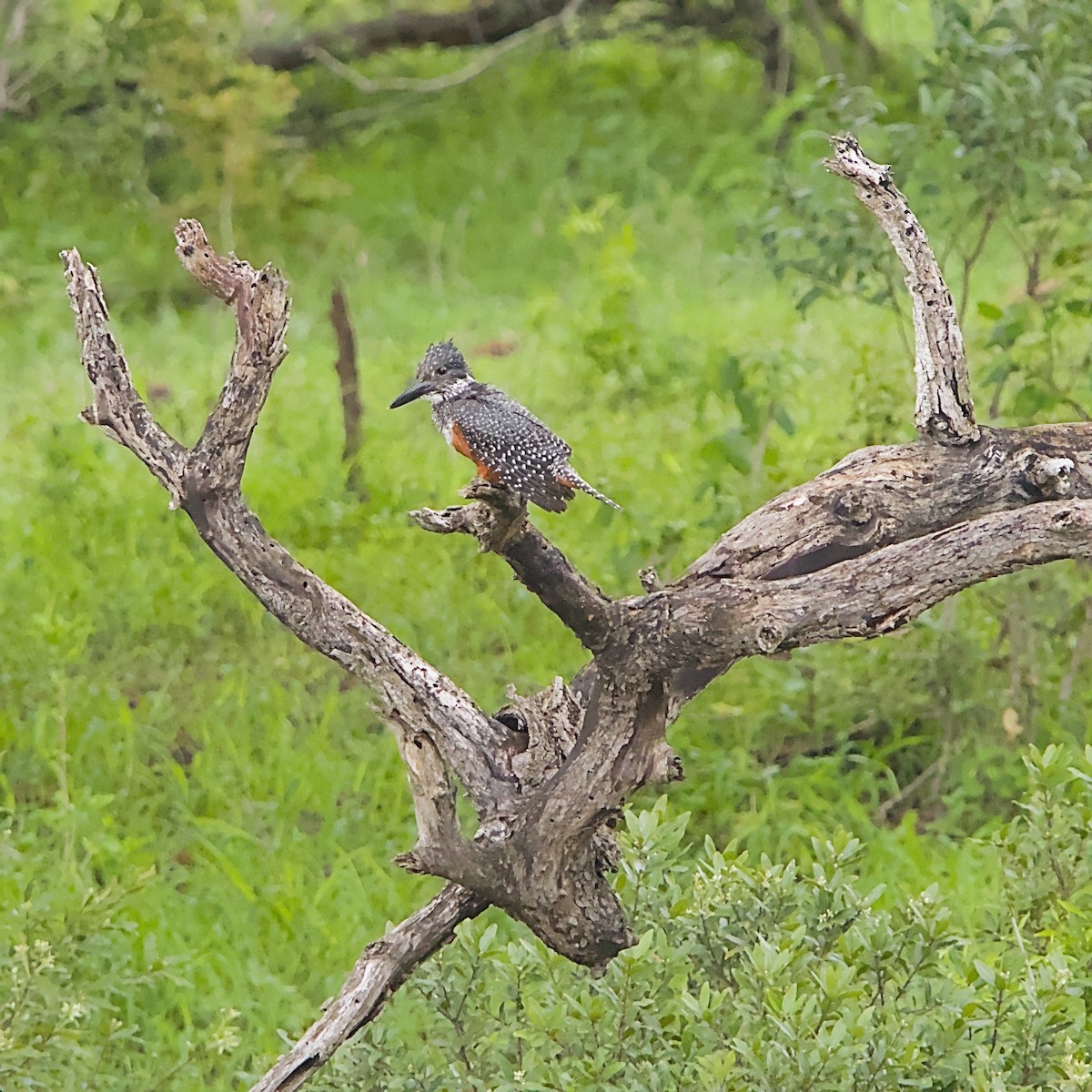 Giant Kingfisher - ML646392128