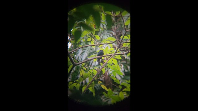 Philippine Drongo-Cuckoo - ML646392129