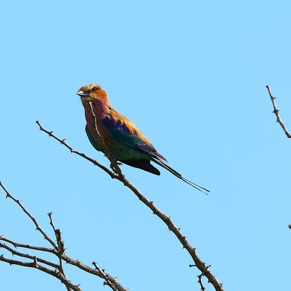 Lilac-breasted Roller - ML646392133