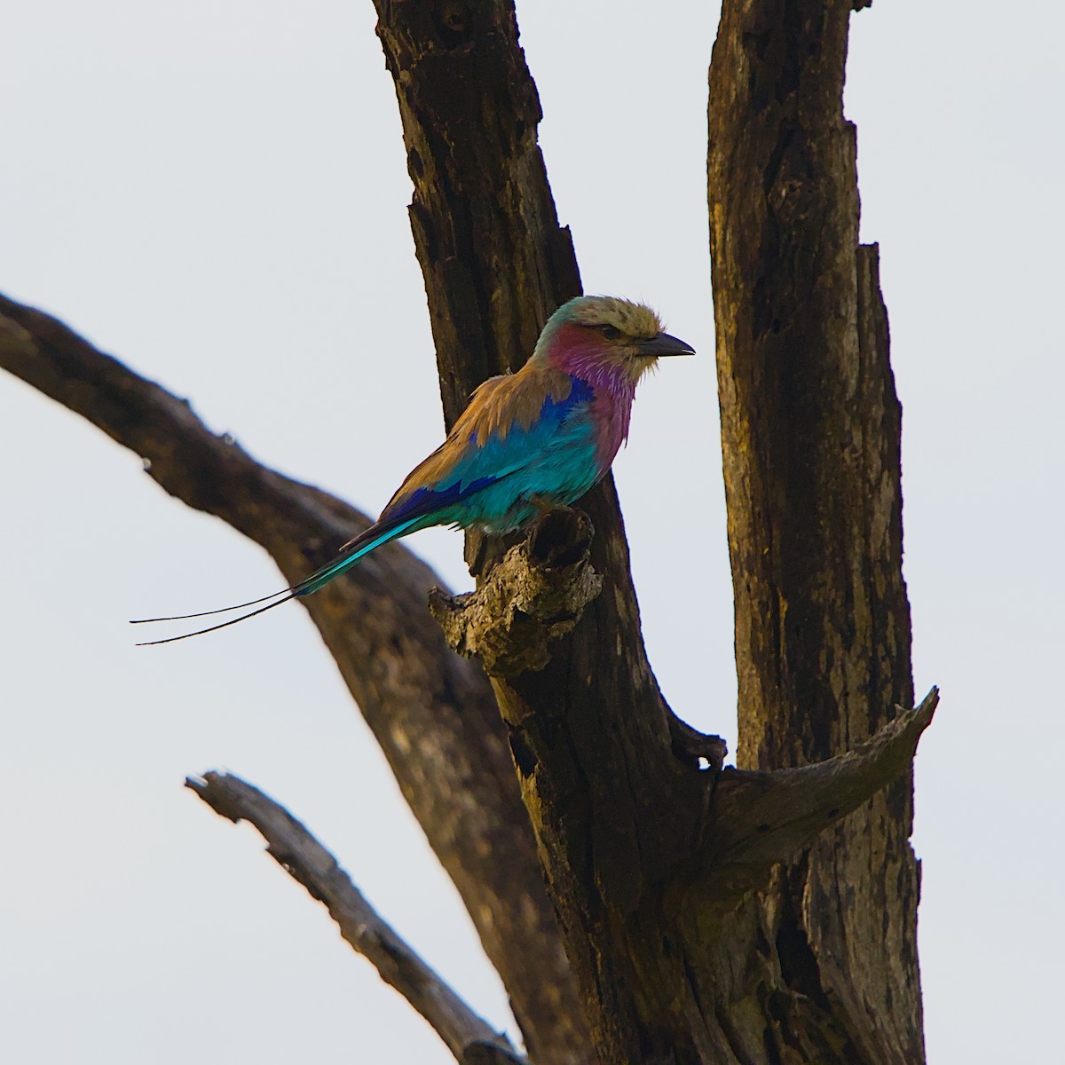 Lilac-breasted Roller - ML646392134