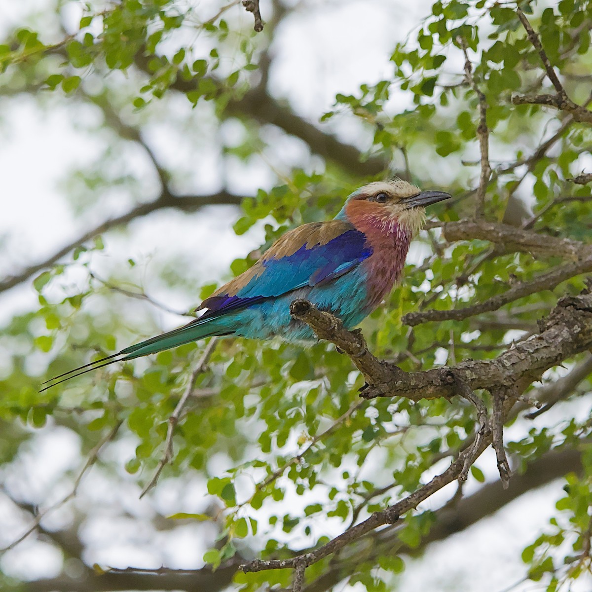 Lilac-breasted Roller - ML646392135