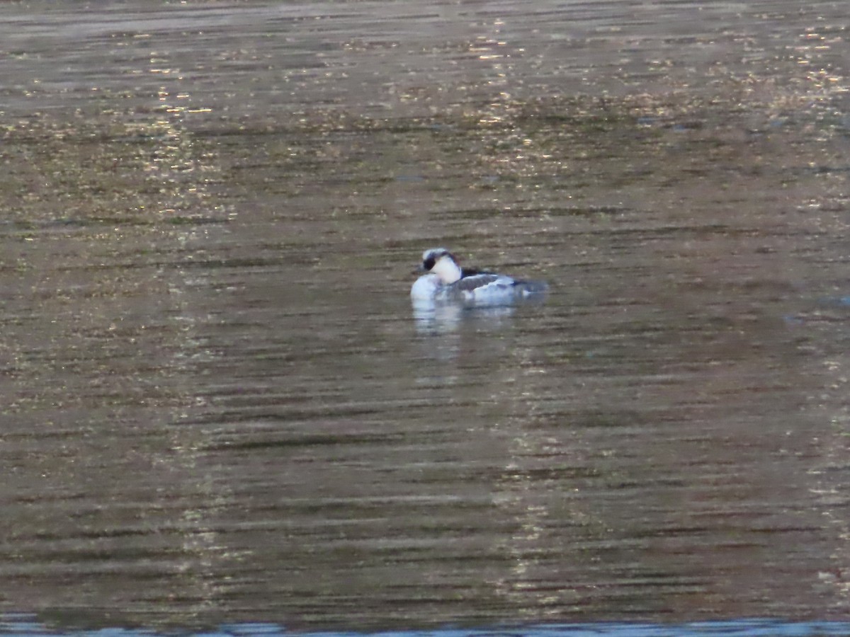 Smew - ML646392140