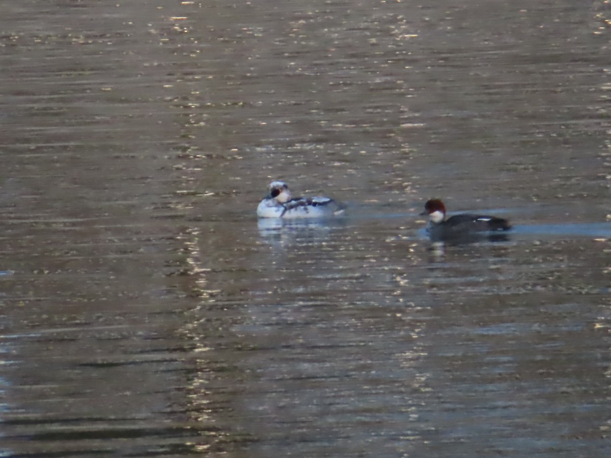 Smew - ML646392141