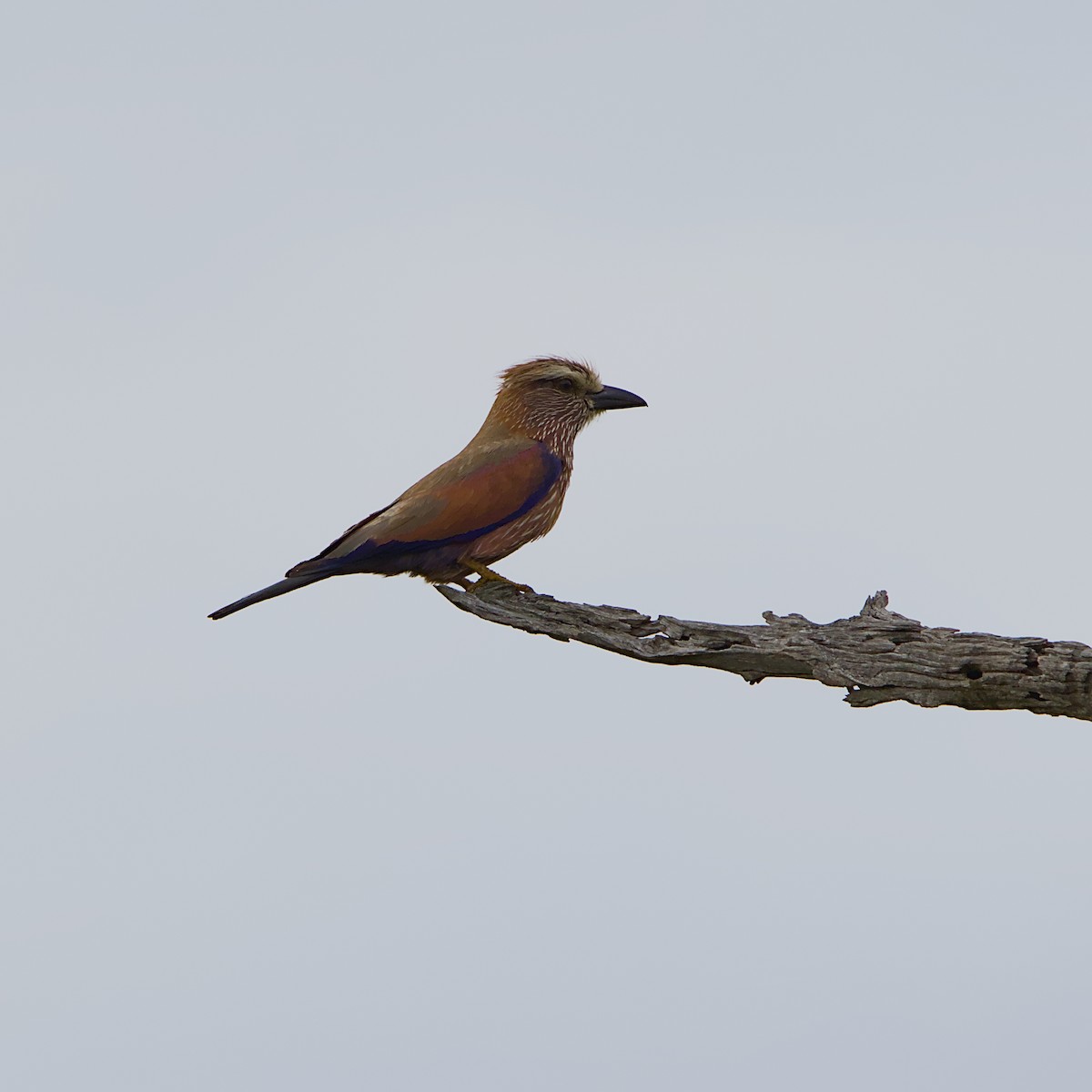 Purple Roller - ML646392153