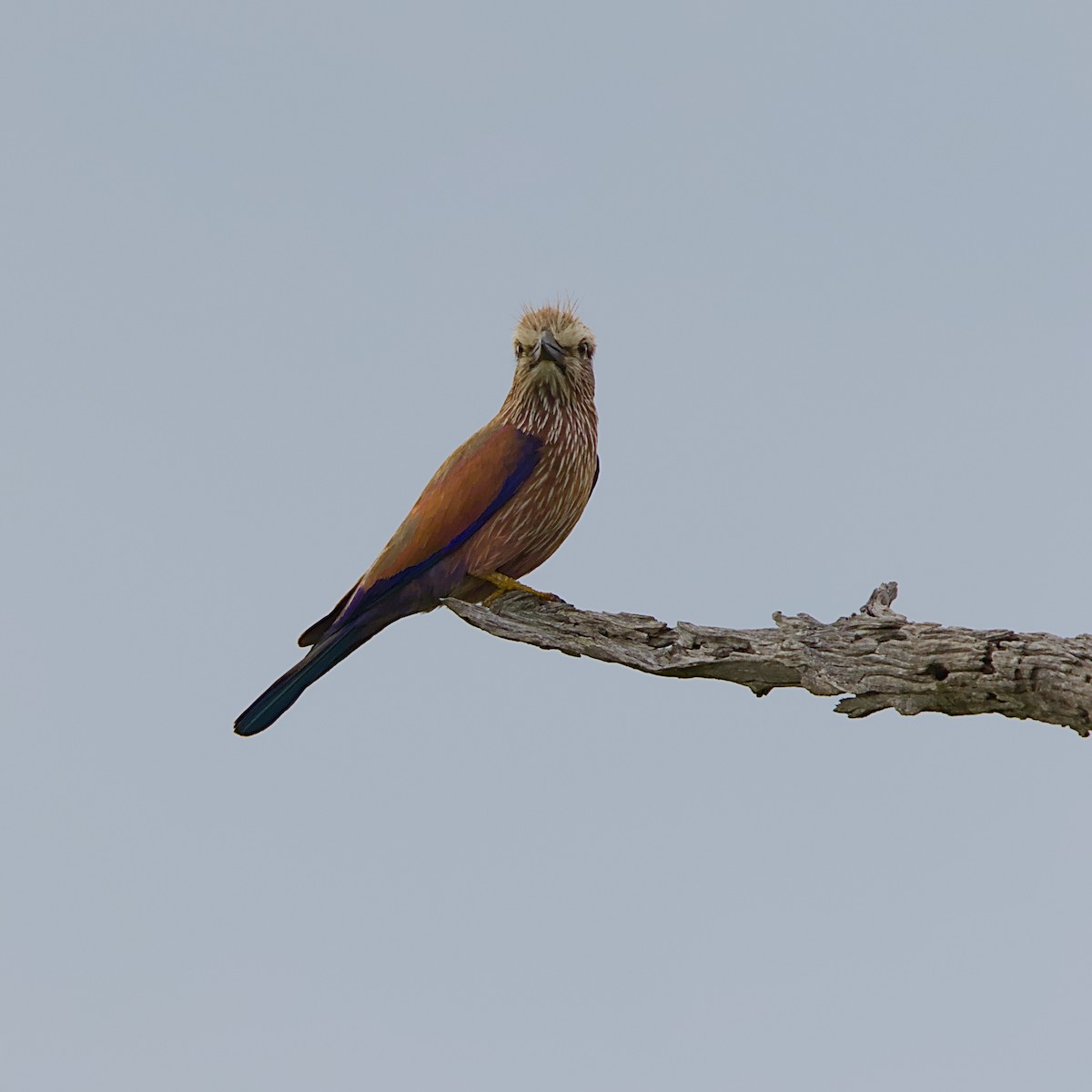 Purple Roller - ML646392154
