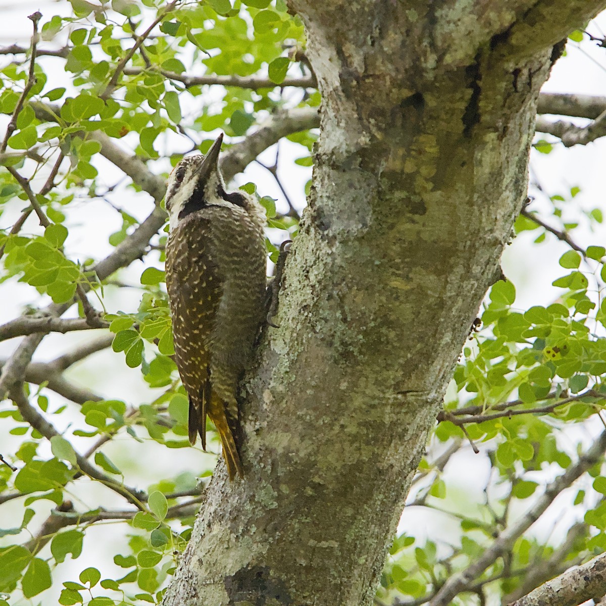 Bearded Woodpecker - ML646392156