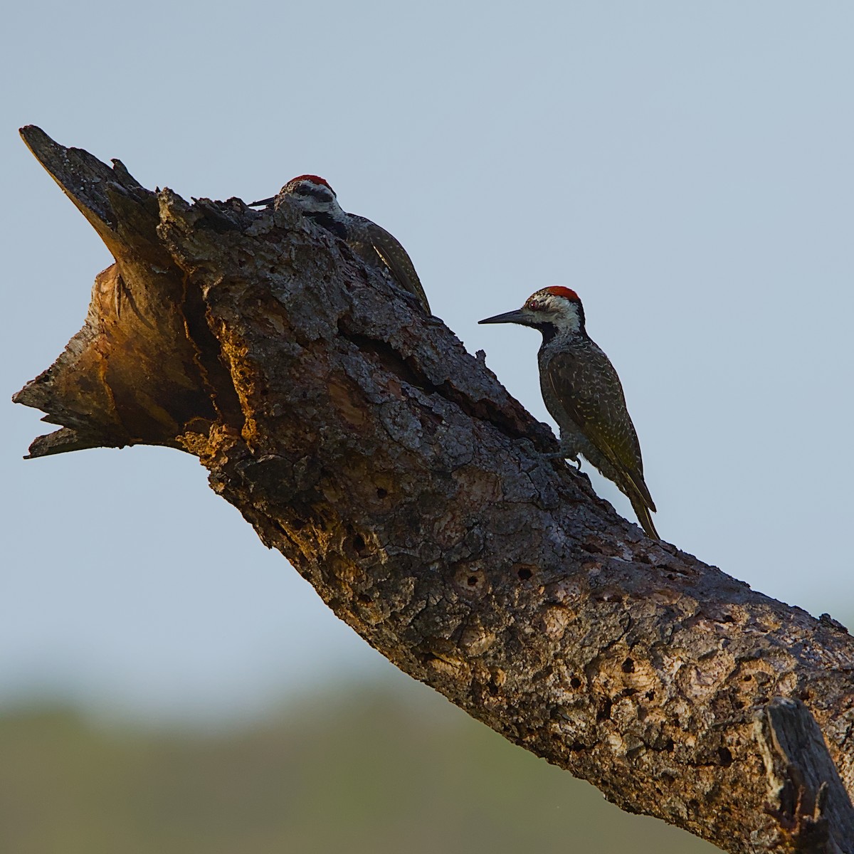 Bearded Woodpecker - ML646392157