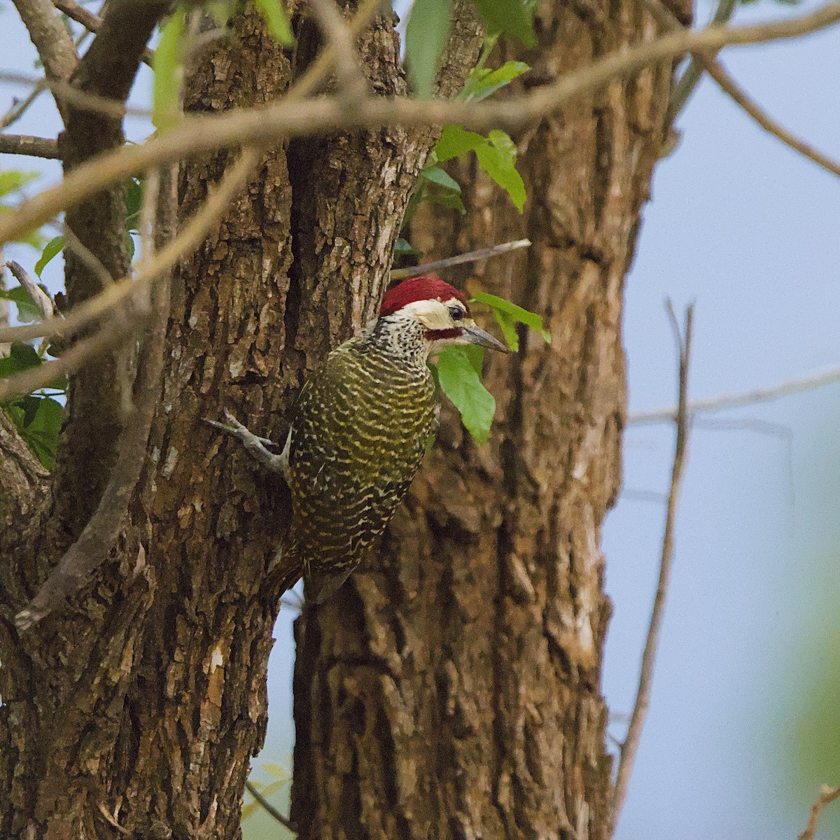 Bennett's Woodpecker - ML646392158