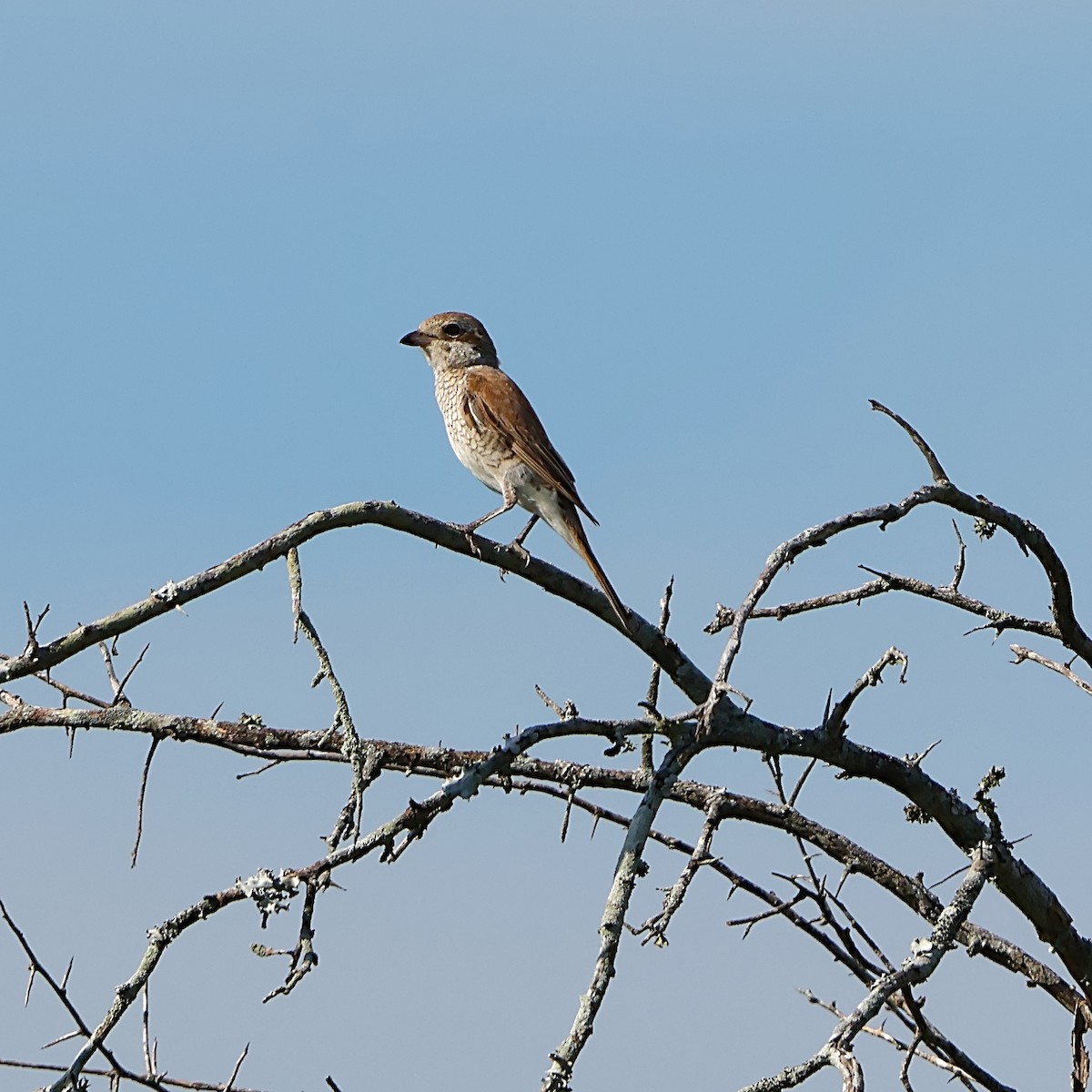 Red-backed Shrike - ML646392159