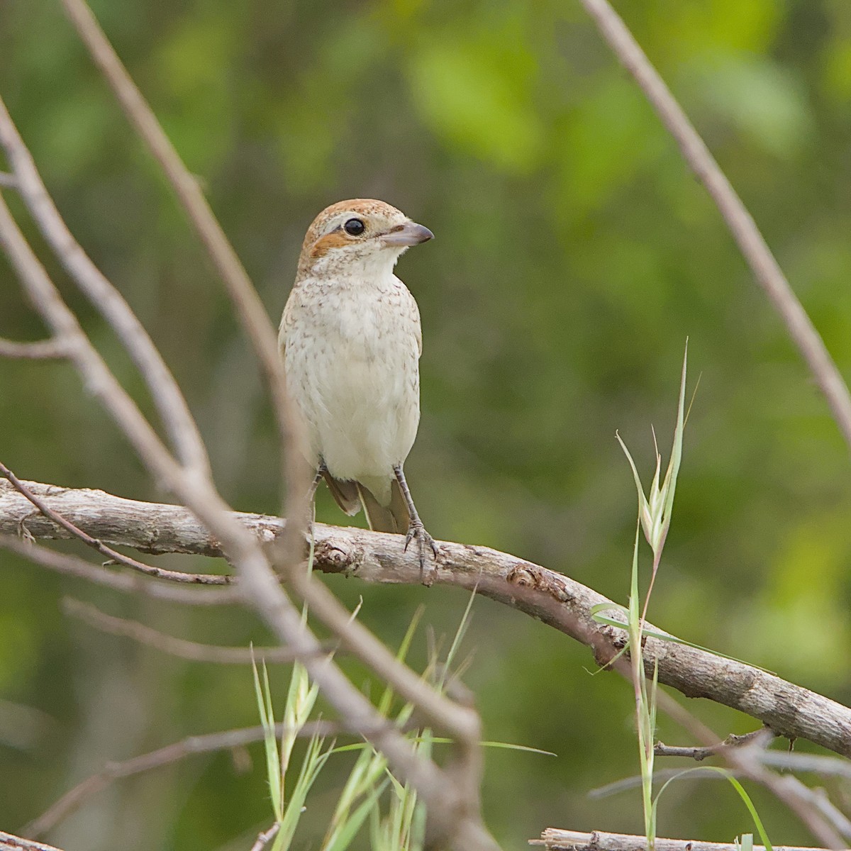 Red-backed Shrike - ML646392160
