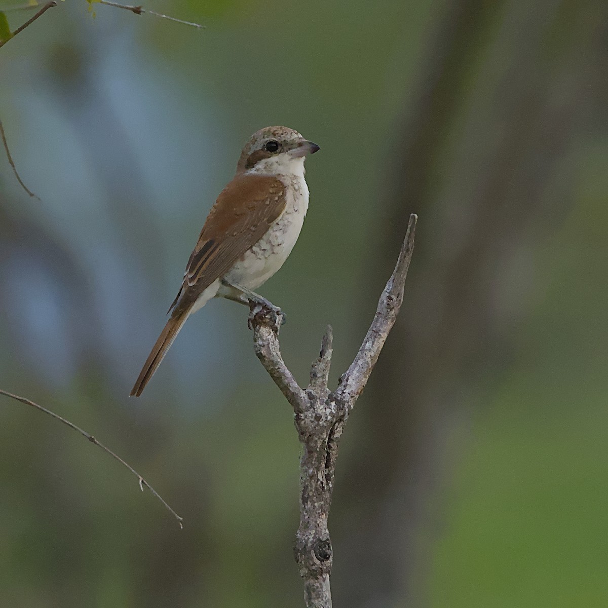 Red-backed Shrike - ML646392161