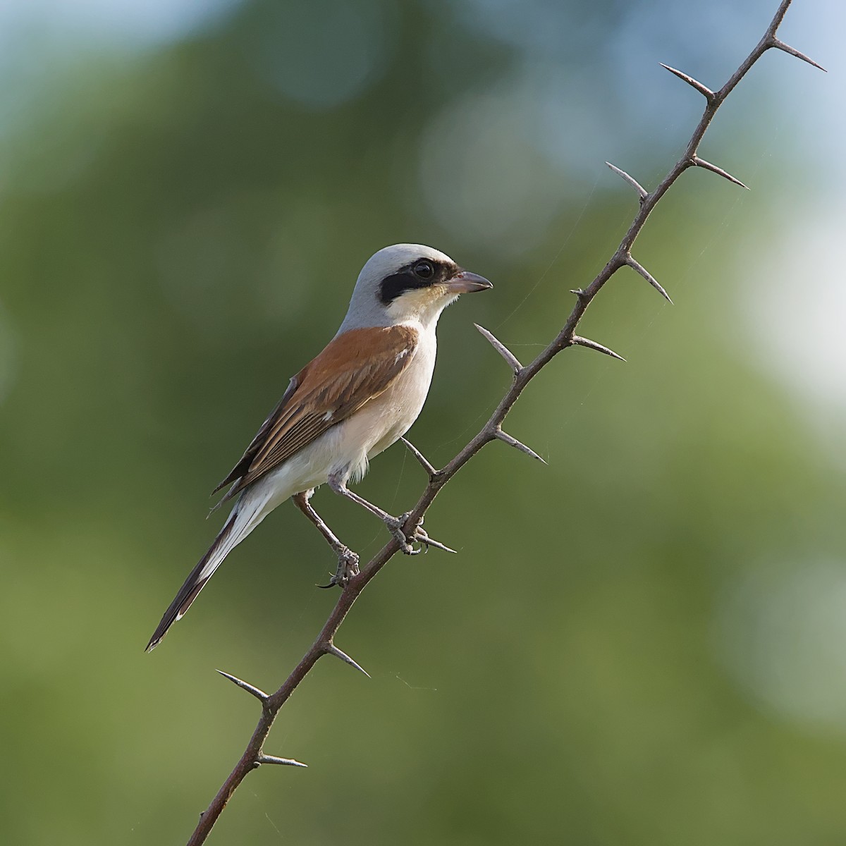 Red-backed Shrike - ML646392162