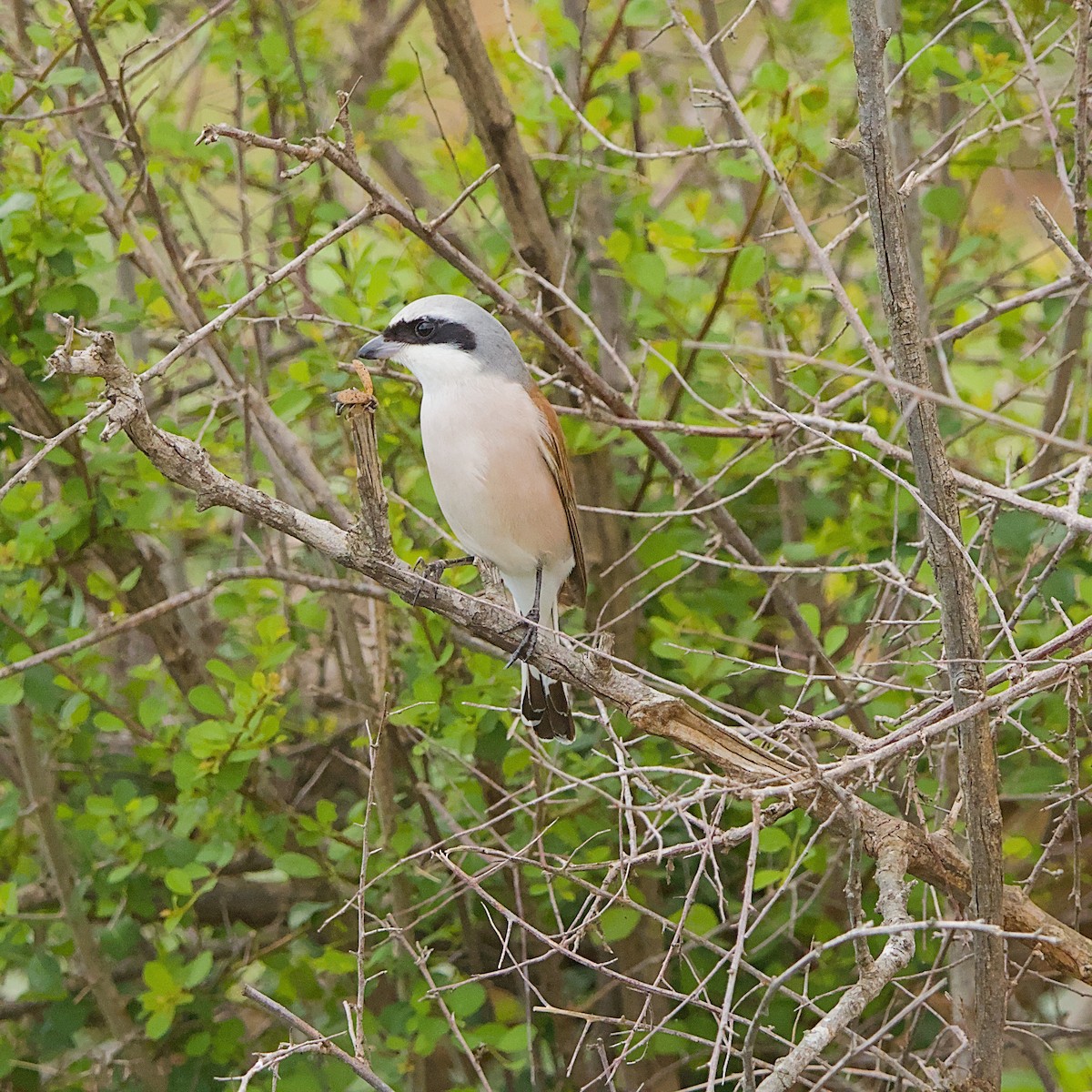 Red-backed Shrike - ML646392163