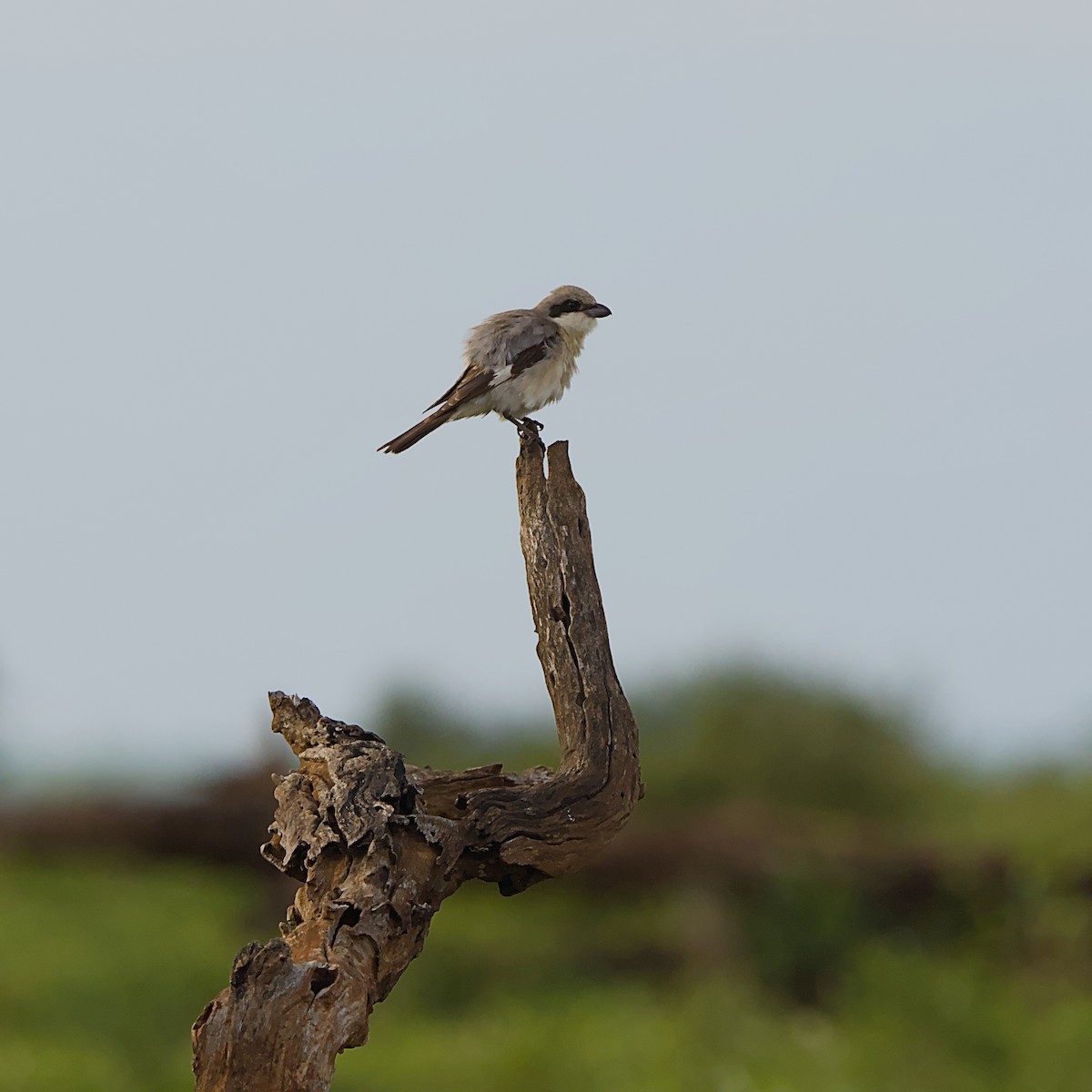 Lesser Gray Shrike - ML646392164