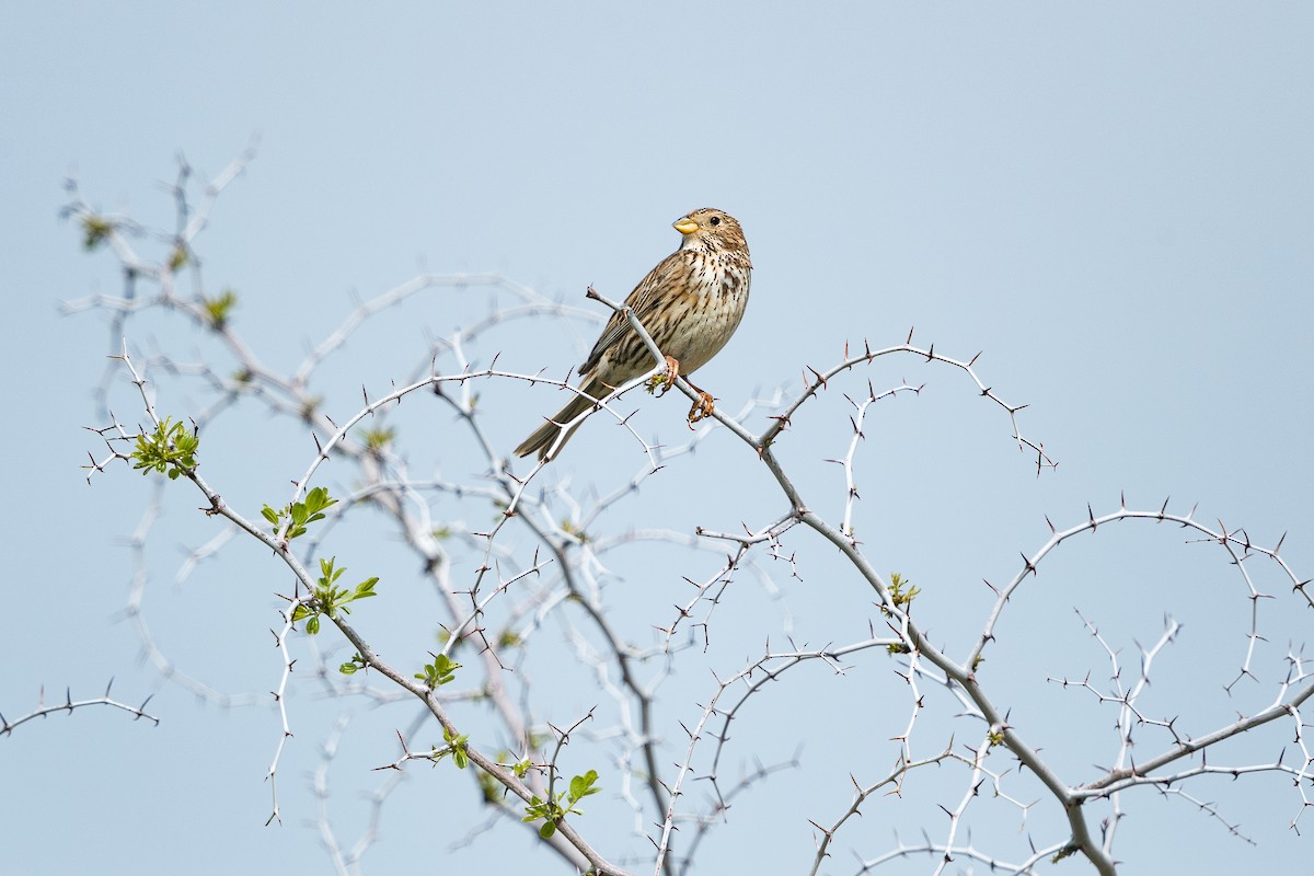 Corn Bunting - ML646392165