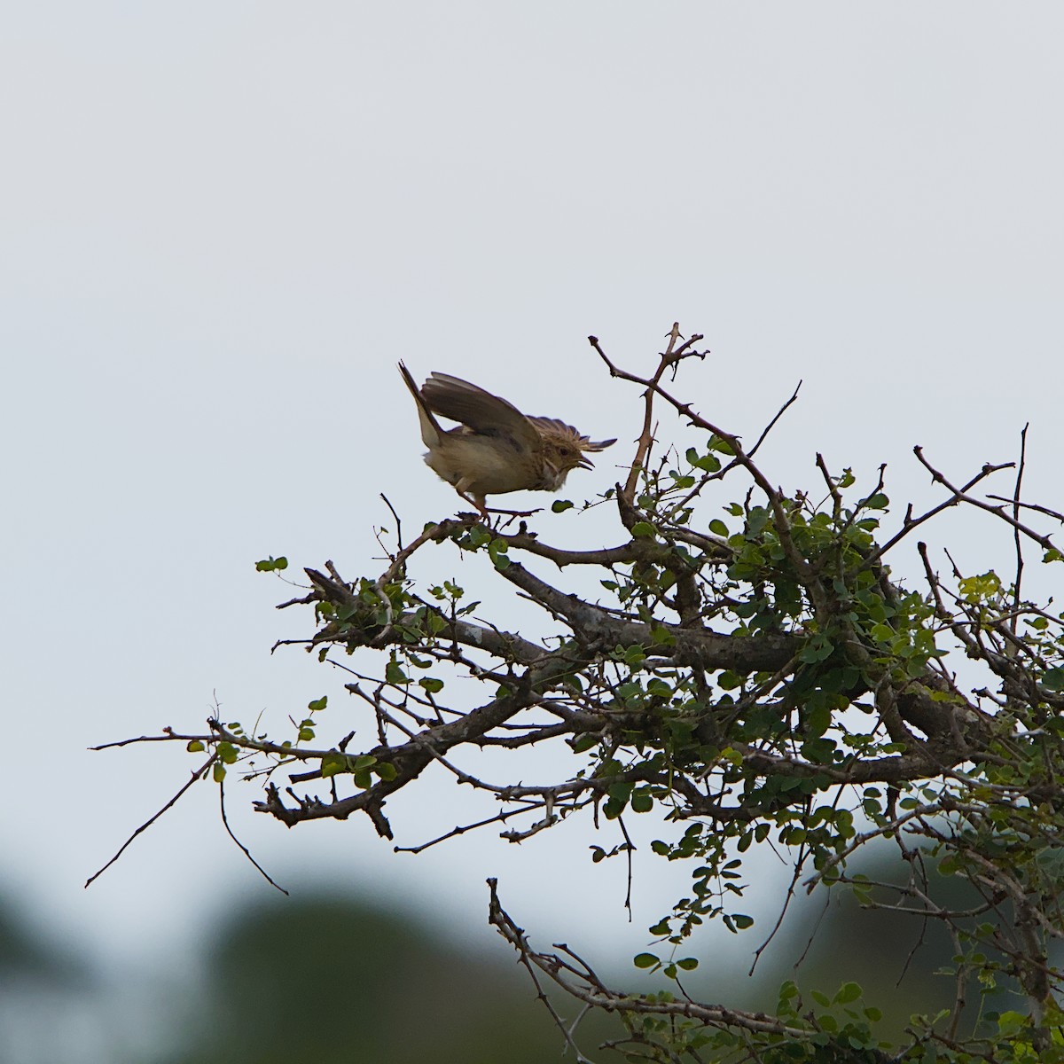 Melodious Lark - ML646392166