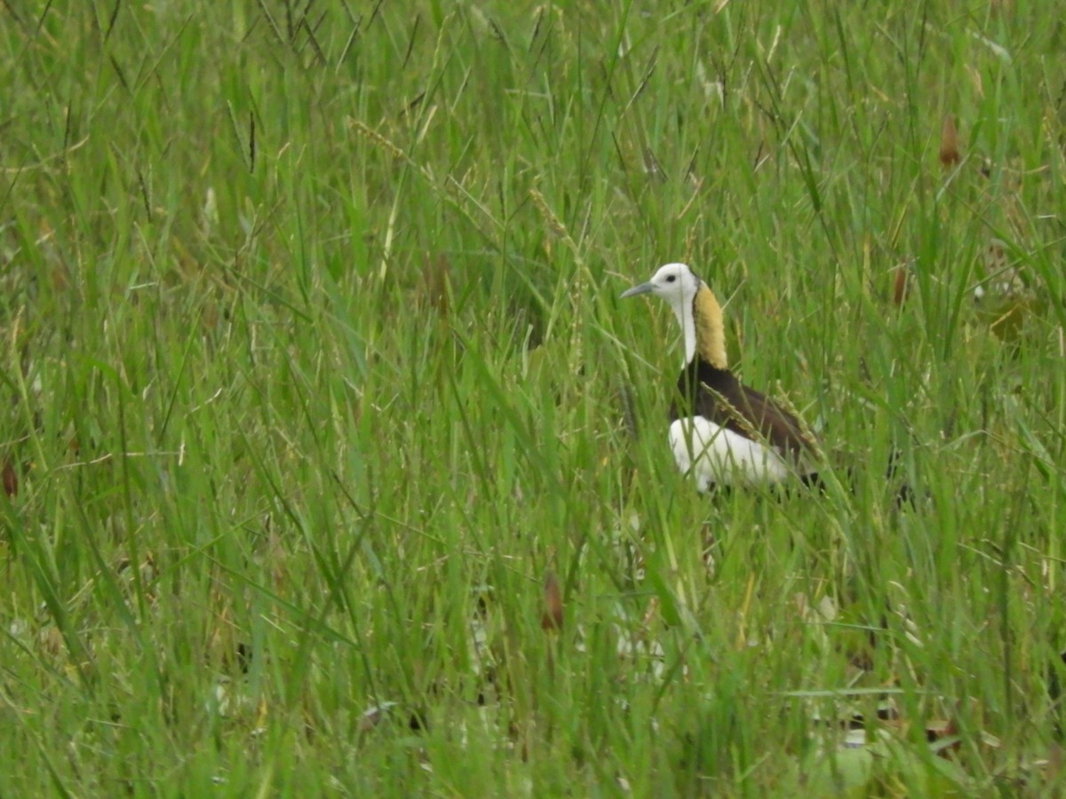 Pheasant-tailed Jacana - ML646392167