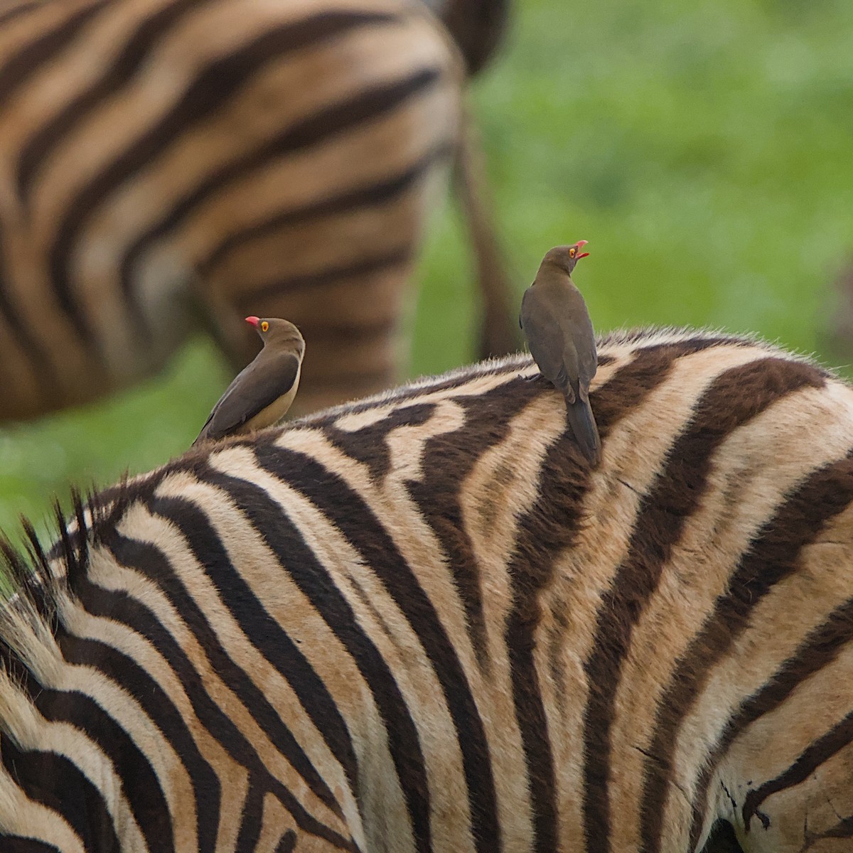 Red-billed Oxpecker - ML646392169